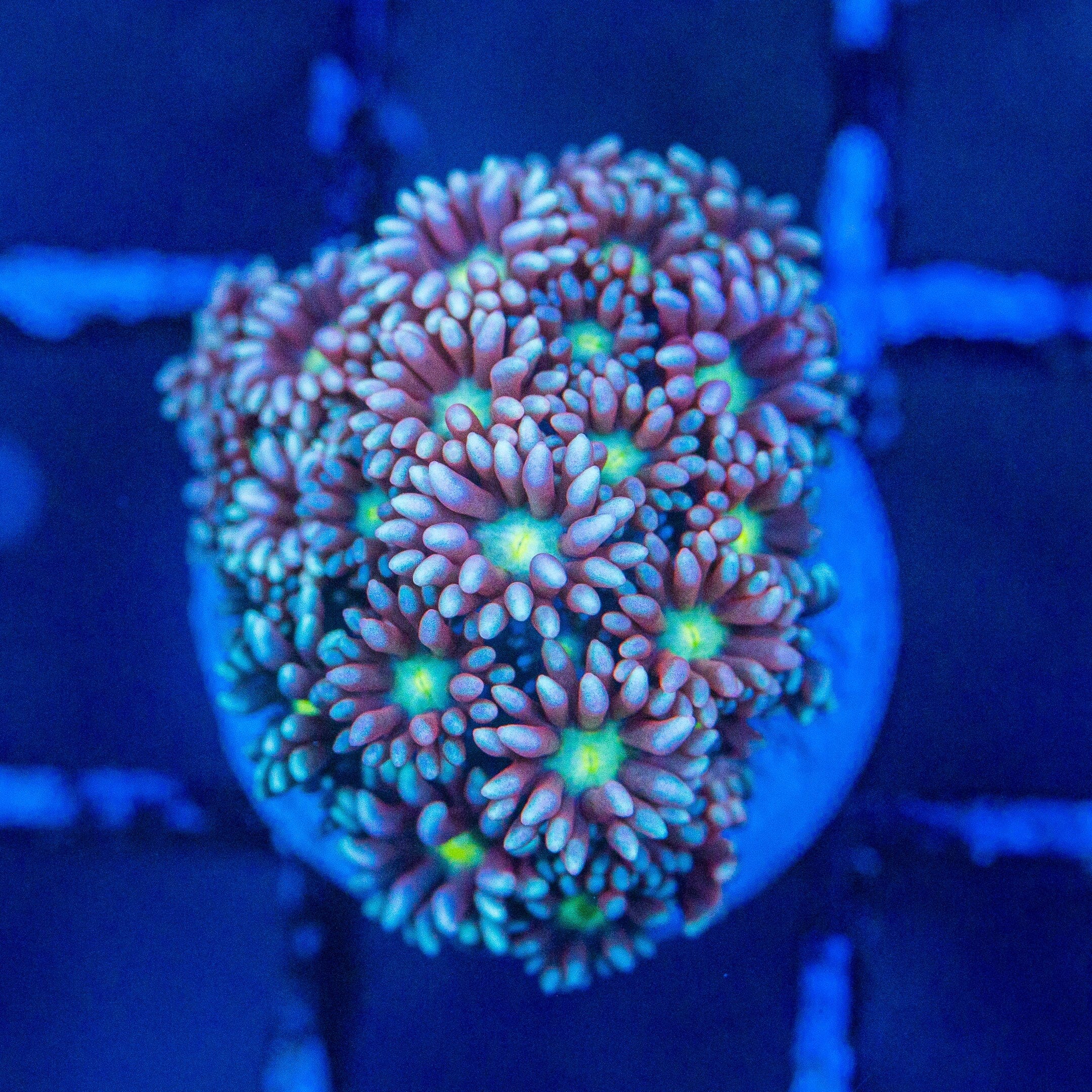 Micro Goniopora - WYSIWYG Frag Reef Lounge Norco 