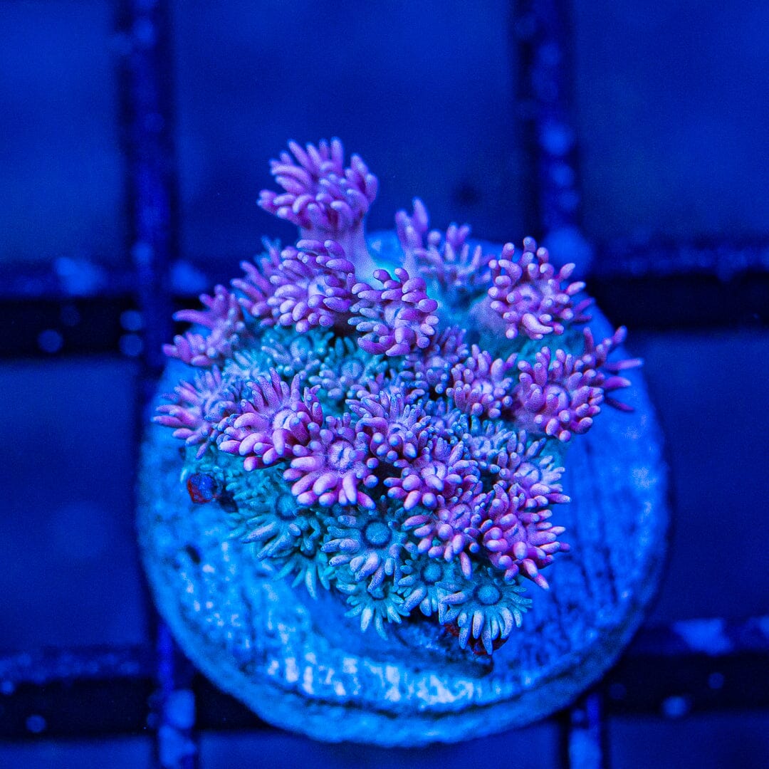 Micro Goniopora - WYSIWYG Frag Reef Lounge Norco 