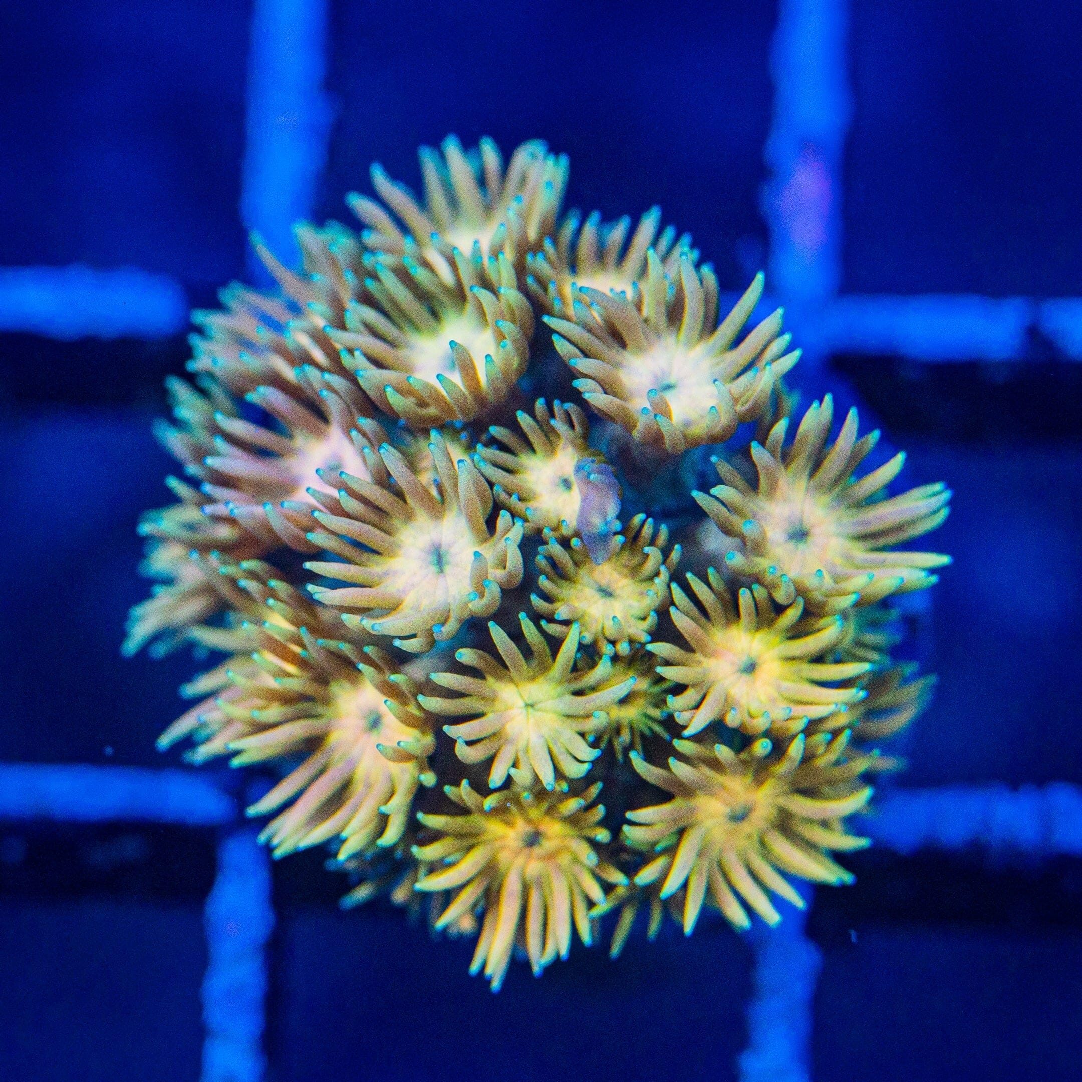 Micro Goniopora - WYSIWYG Frag Reef Lounge Norco 