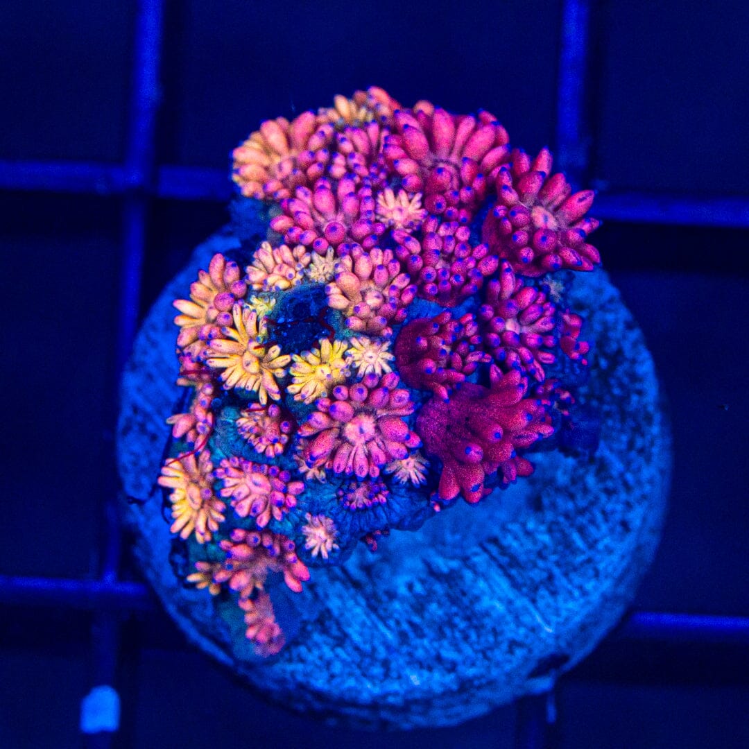 Micro Goniopora - WYSIWYG Frag Reef Lounge Norco 