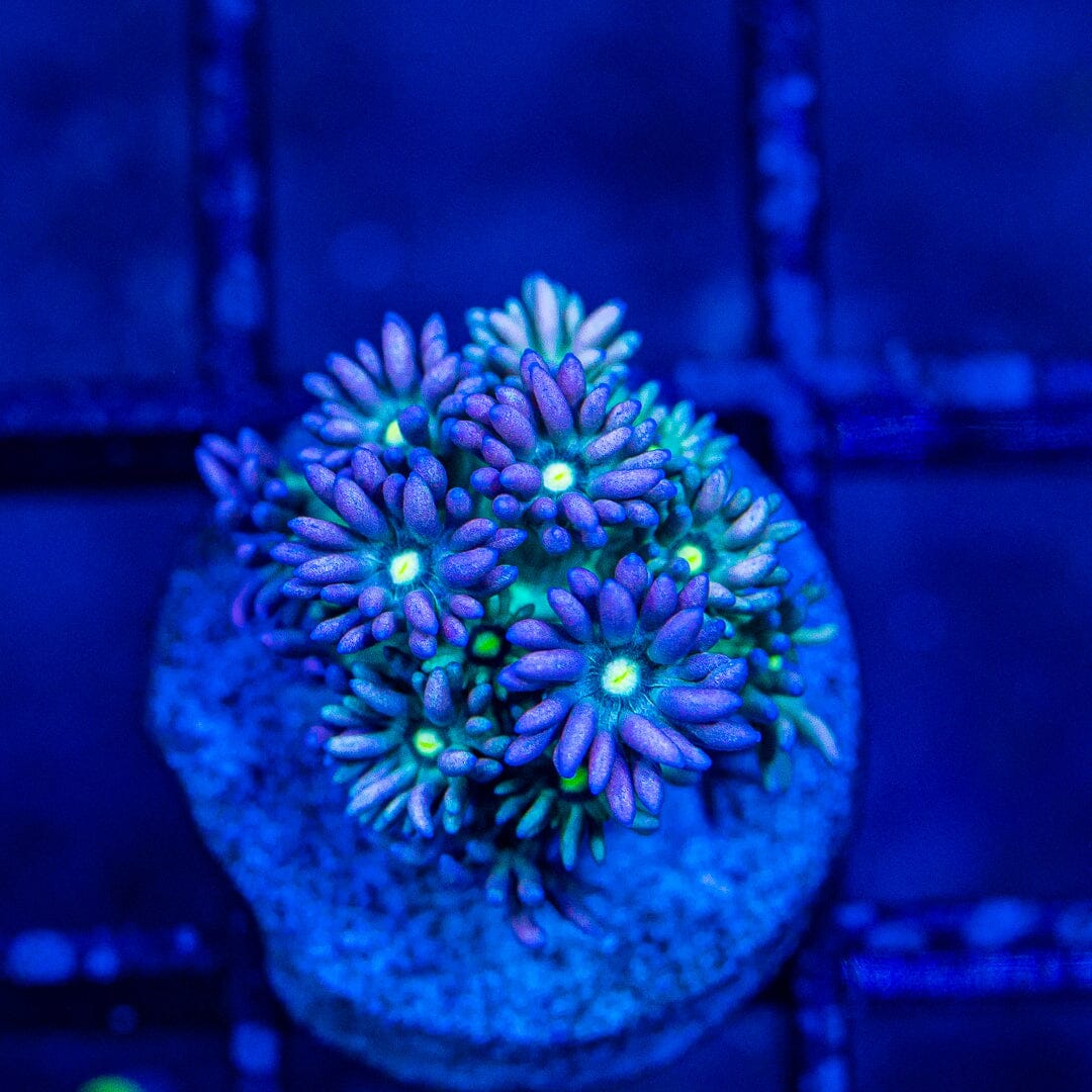 Micro Goniopora - WYSIWYG Frag Reef Lounge Norco 