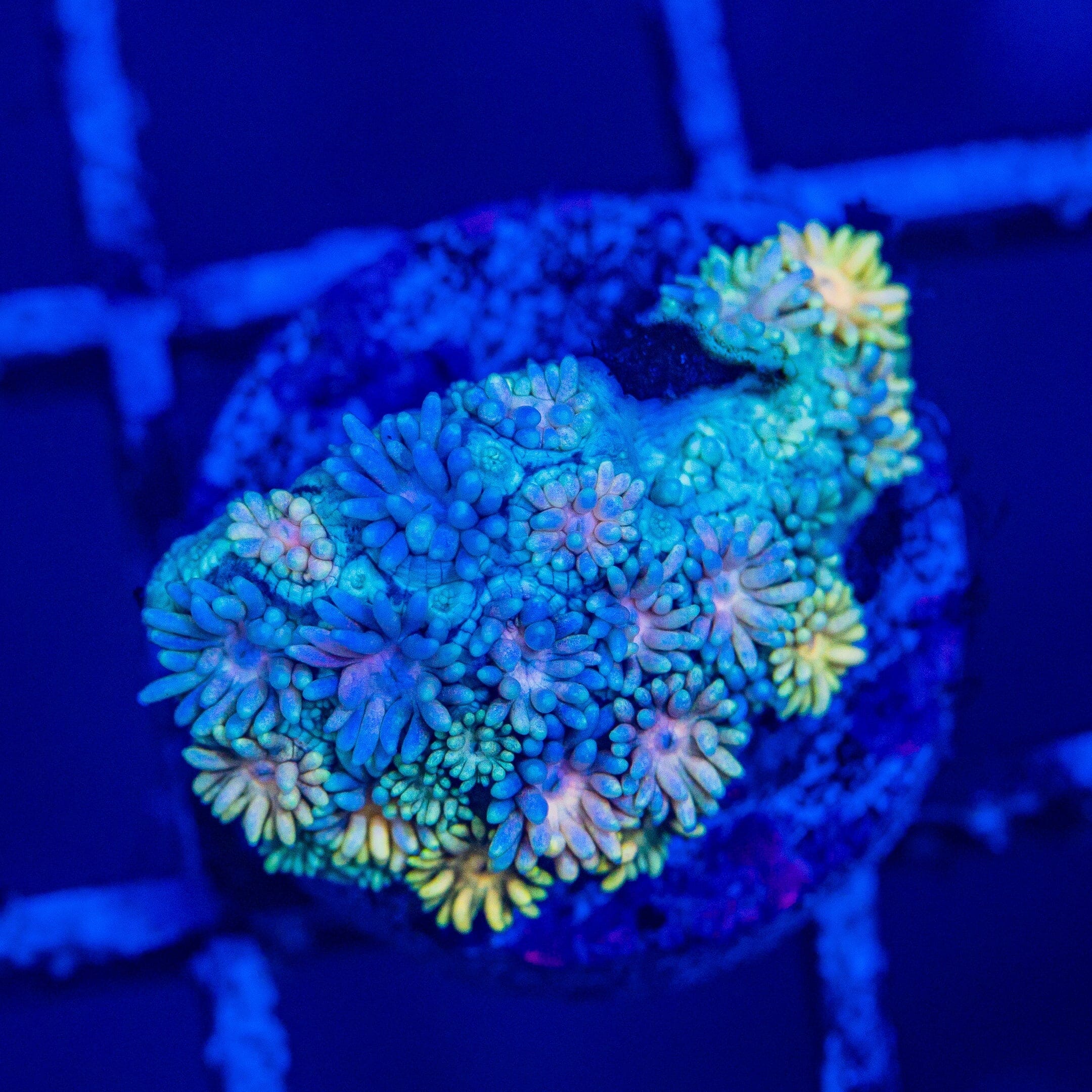 Micro Goniopora - WYSIWYG Frag Reef Lounge Norco 