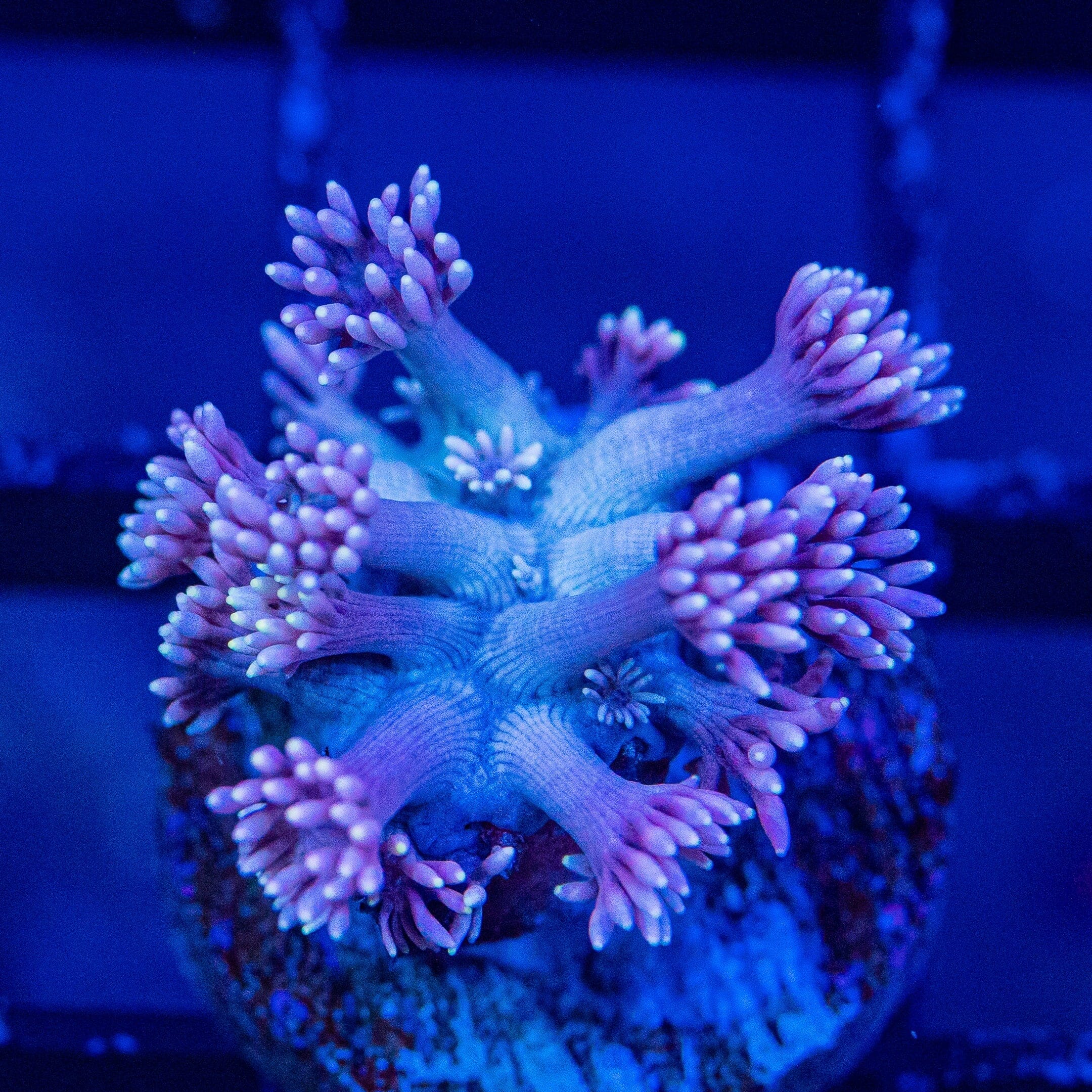 Micro Goniopora - WYSIWYG Frag Reef Lounge Norco 