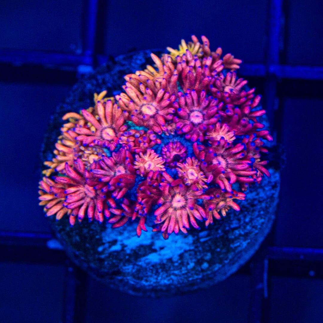 Micro Goniopora - WYSIWYG Frag Reef Lounge Norco 