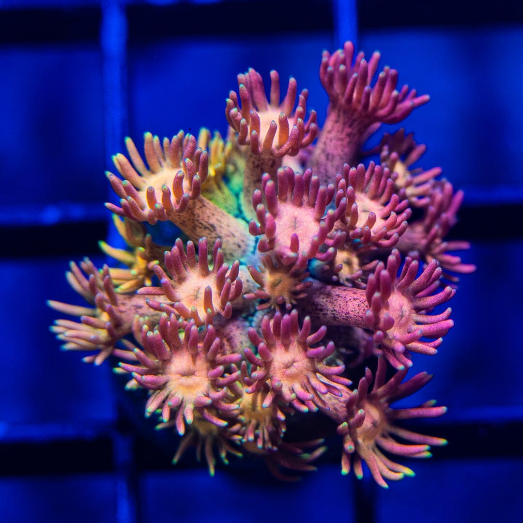 Micro Goniopora - WYSIWYG Frag Reef Lounge Norco 