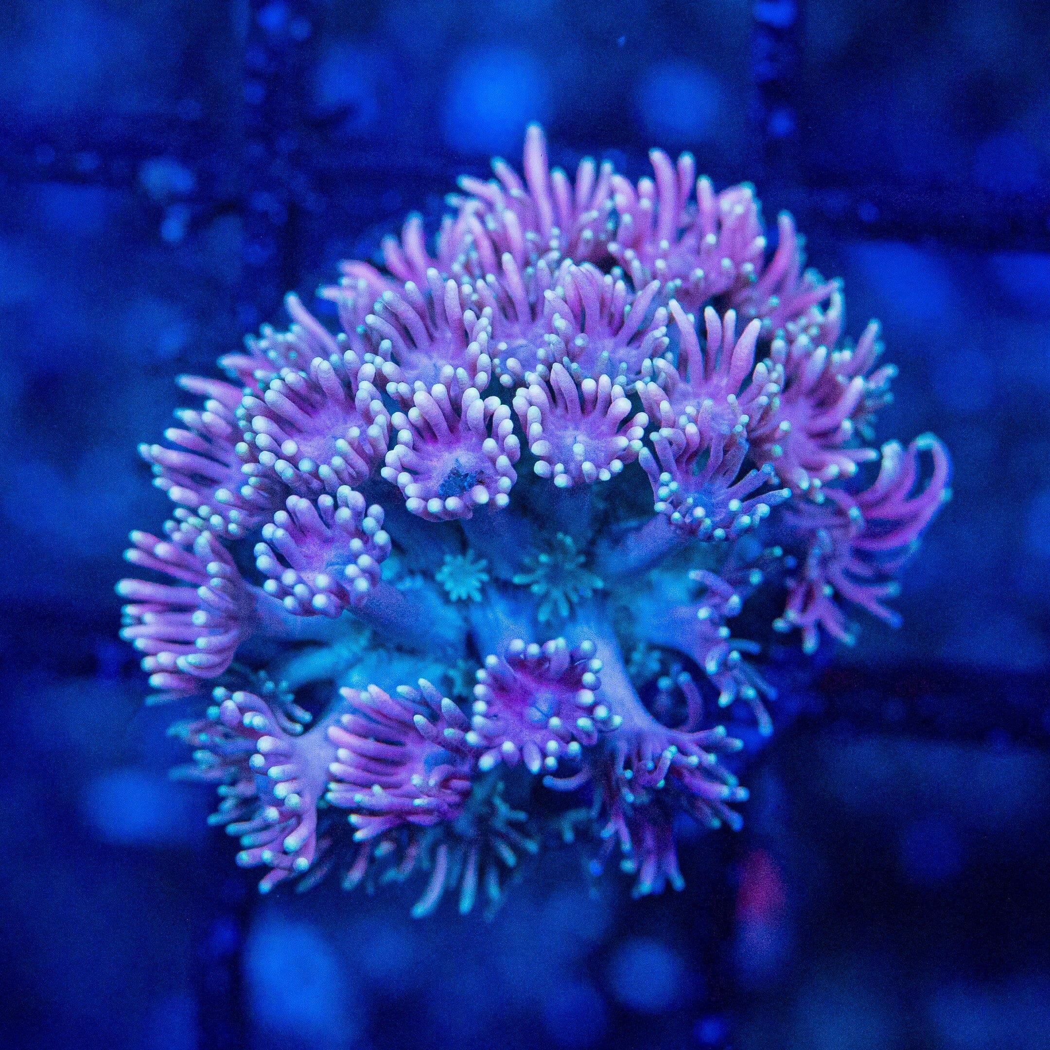 Micro Goniopora - WYSIWYG Frag Reef Lounge Norco 