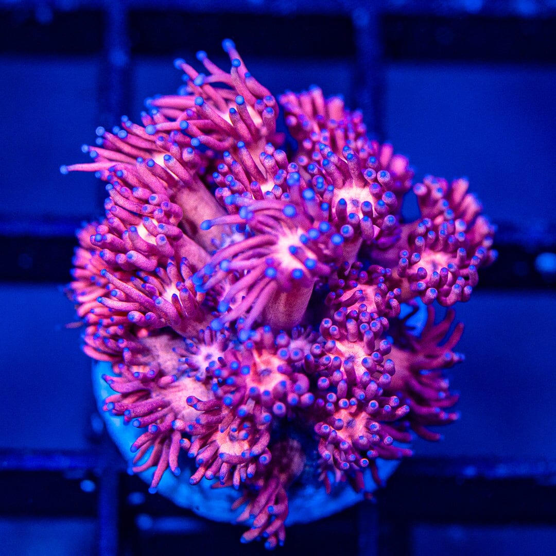 Micro Goniopora - WYSIWYG Frag Reef Lounge Norco 