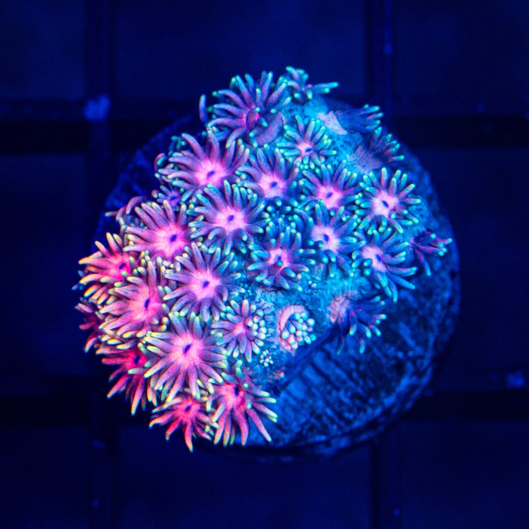 Micro Goniopora - WYSIWYG Frag Reef Lounge Norco 