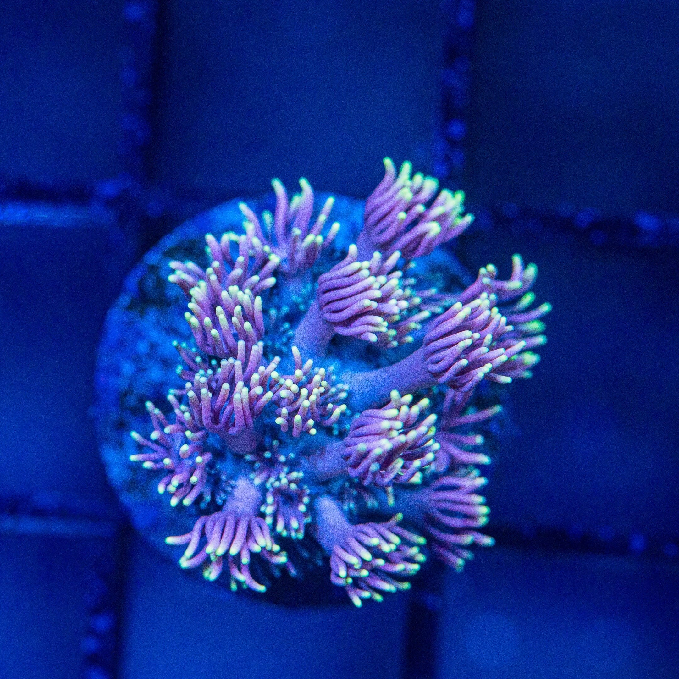 Micro Goniopora - WYSIWYG Frag Reef Lounge Norco 