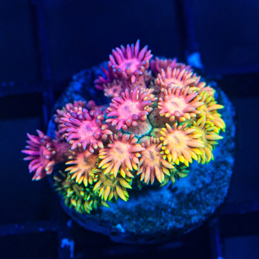 Micro Goniopora - WYSIWYG Frag Reef Lounge Norco 