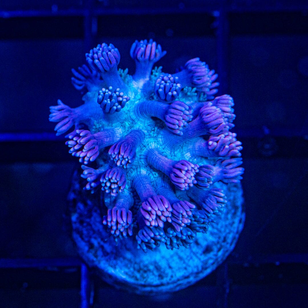 Micro Goniopora - WYSIWYG Frag Reef Lounge Norco 