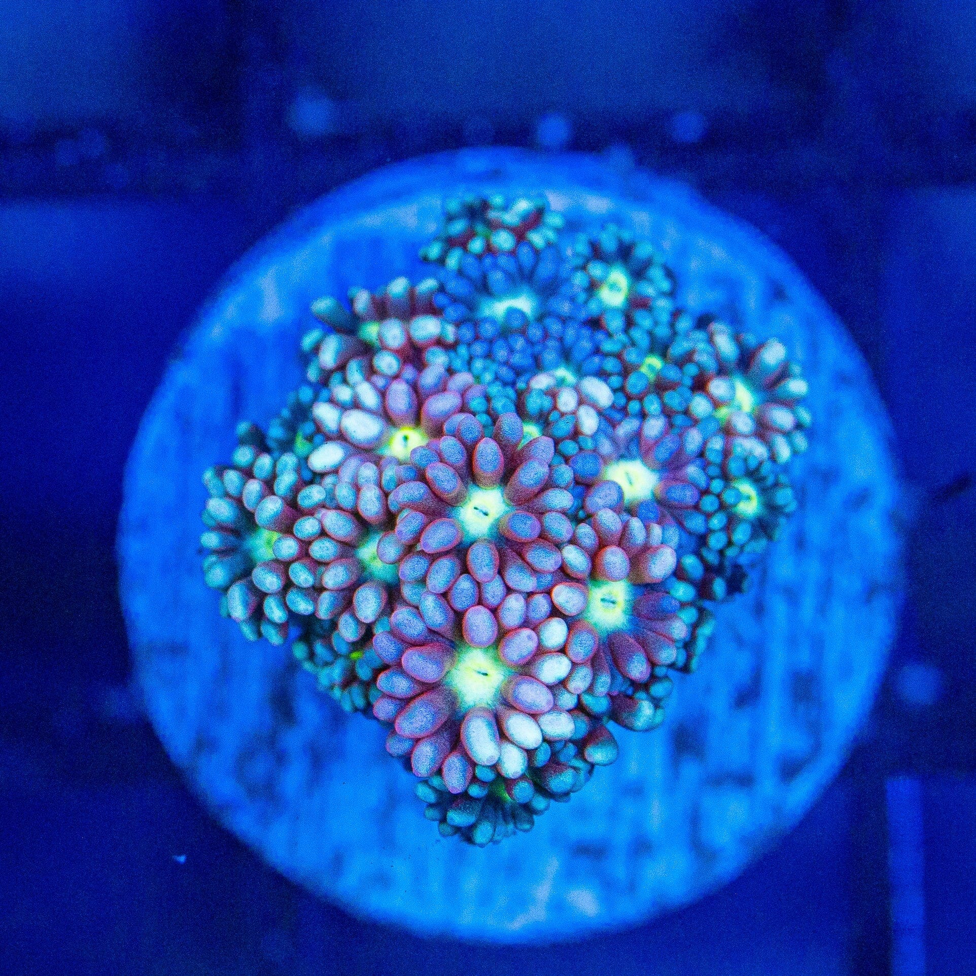 Micro Goniopora - WYSIWYG Frag Reef Lounge Norco 