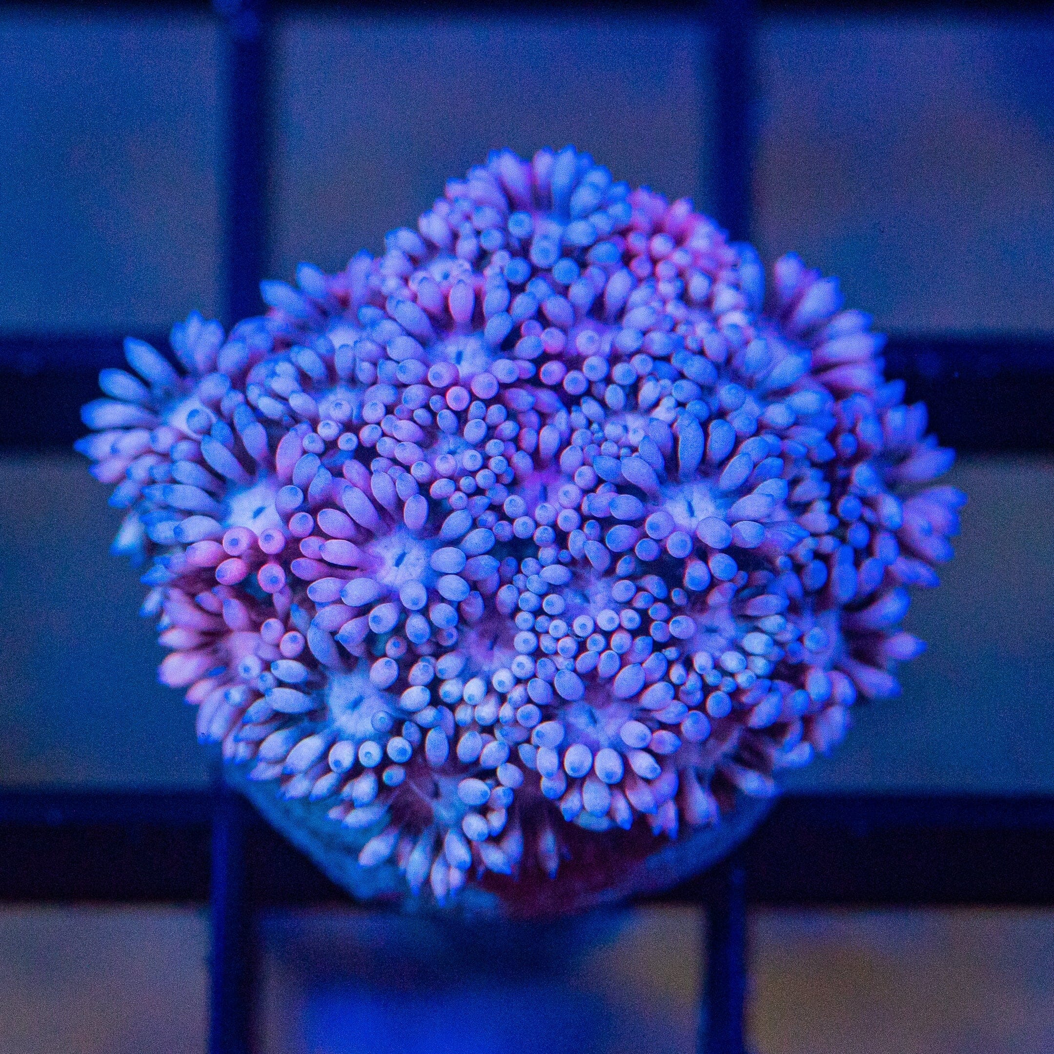 Micro Goniopora - WYSIWYG Frag Reef Lounge Norco 