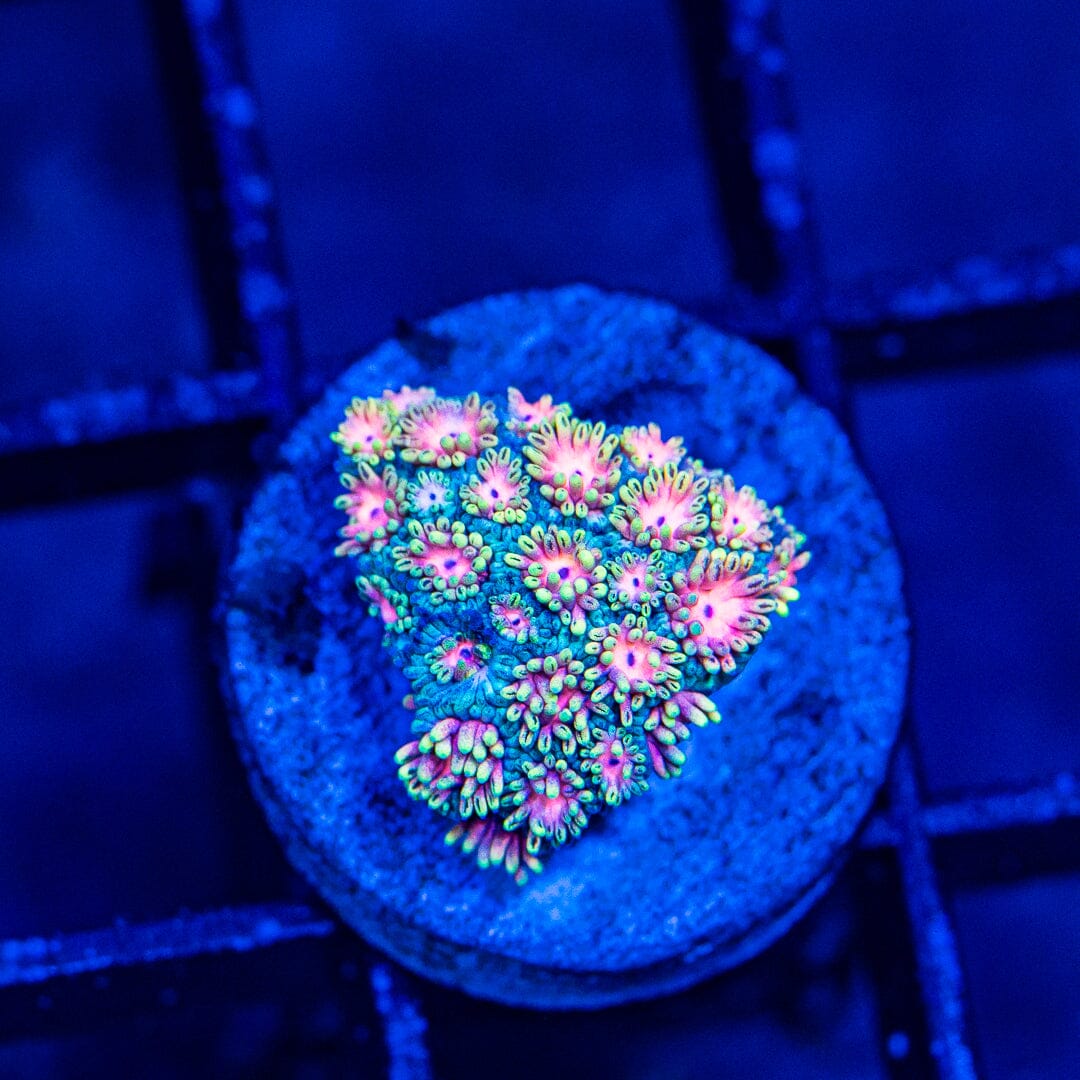 Micro Goniopora - WYSIWYG Frag Reef Lounge Norco 