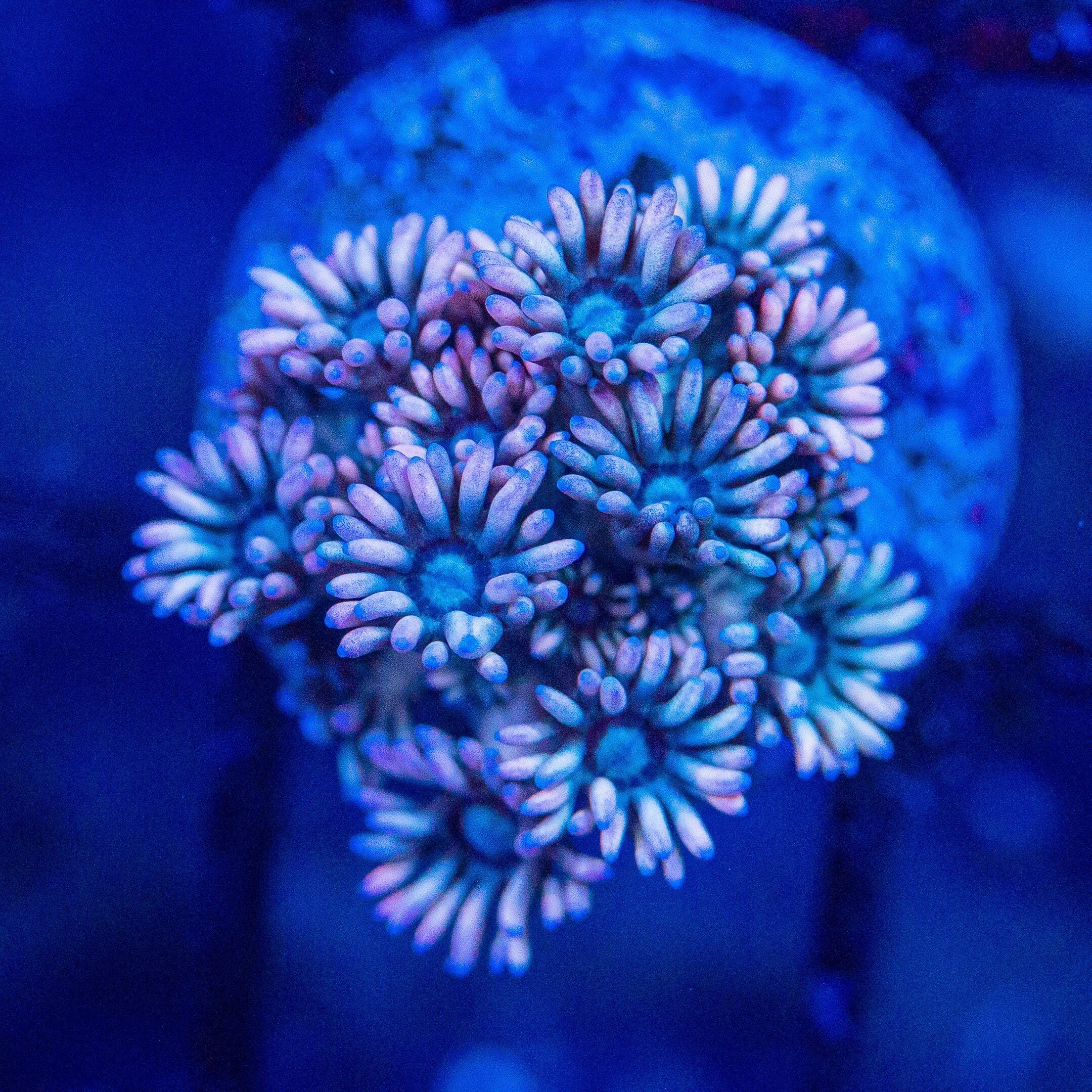 Micro Goniopora - WYSIWYG Frag Reef Lounge Norco 