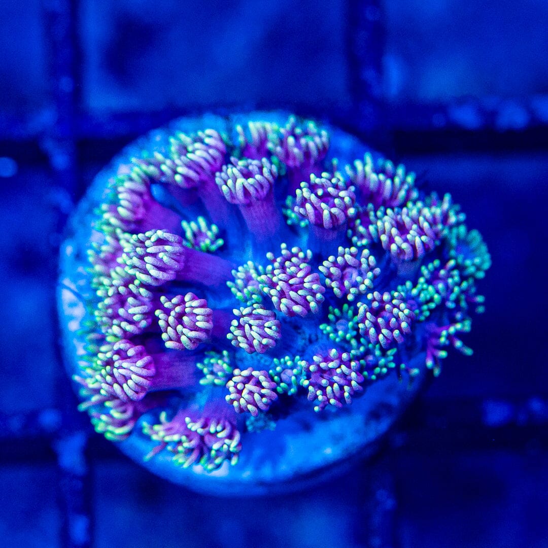 Micro Goniopora - WYSIWYG Frag Reef Lounge Norco 