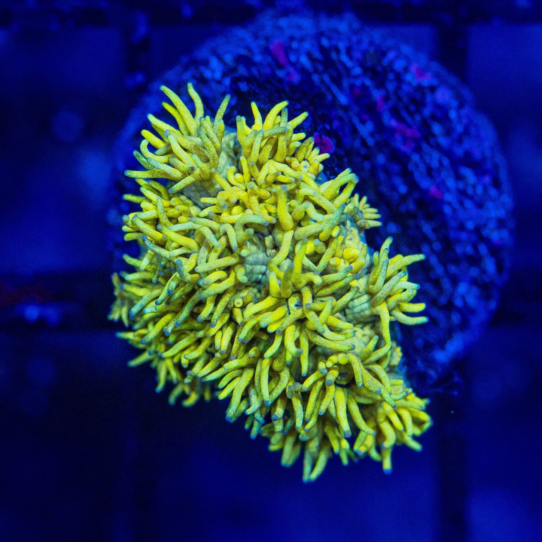 Micro Goniopora - WYSIWYG Frag Reef Lounge Norco 