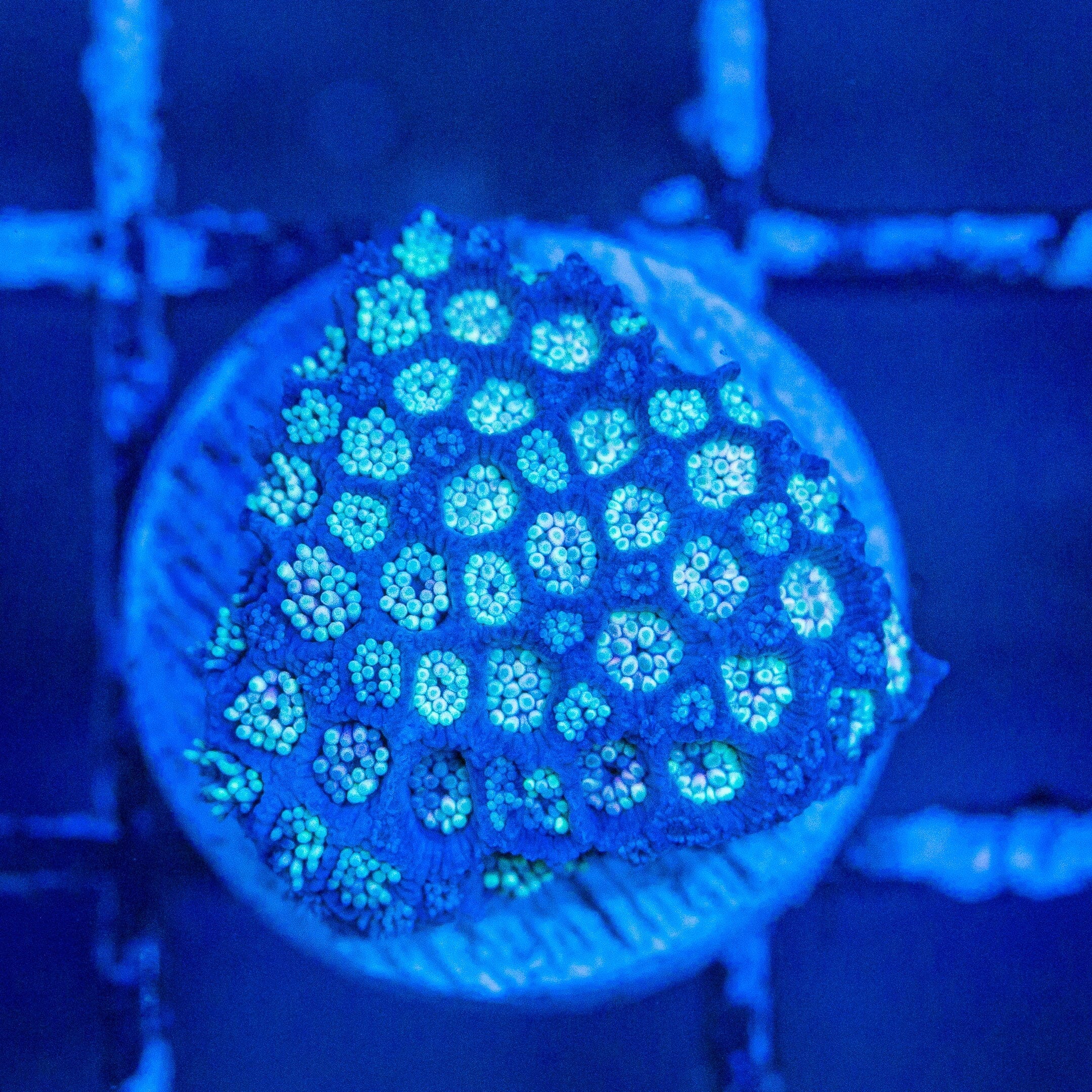 Micro Goniopora - WYSIWYG Frag Reef Lounge Norco 