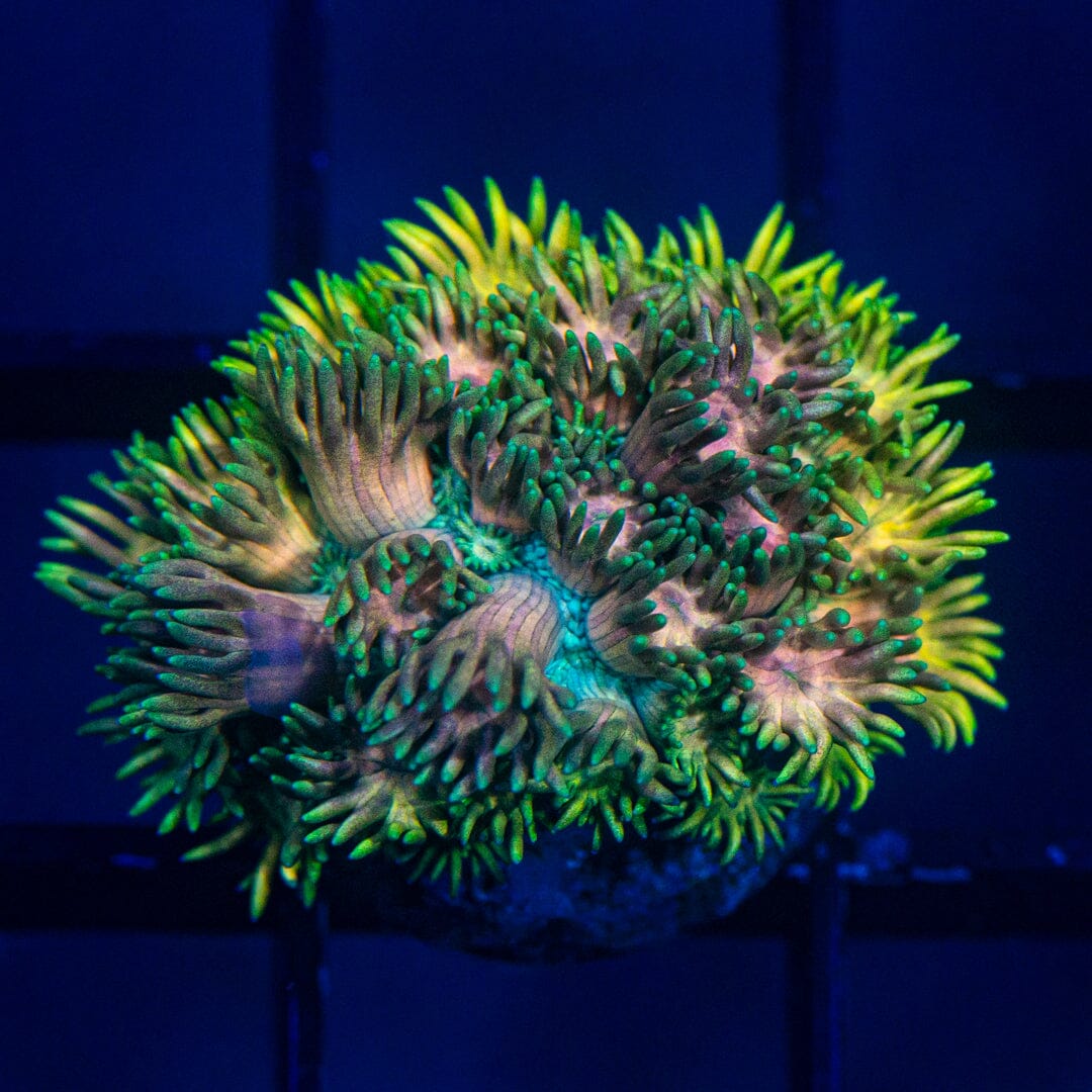 Micro Goniopora - WYSIWYG Frag Reef Lounge Norco 