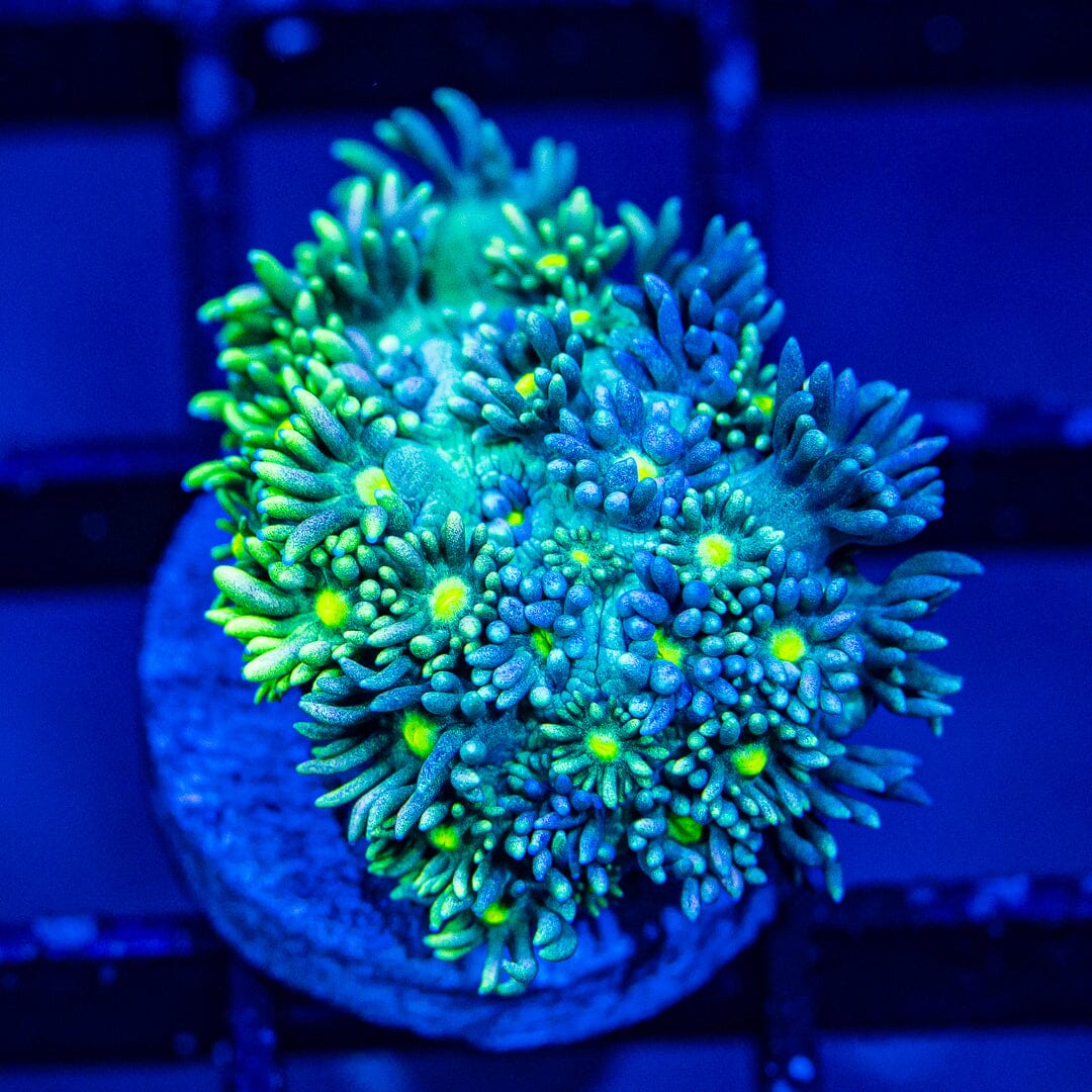 Micro Goniopora - WYSIWYG Frag Reef Lounge Norco 