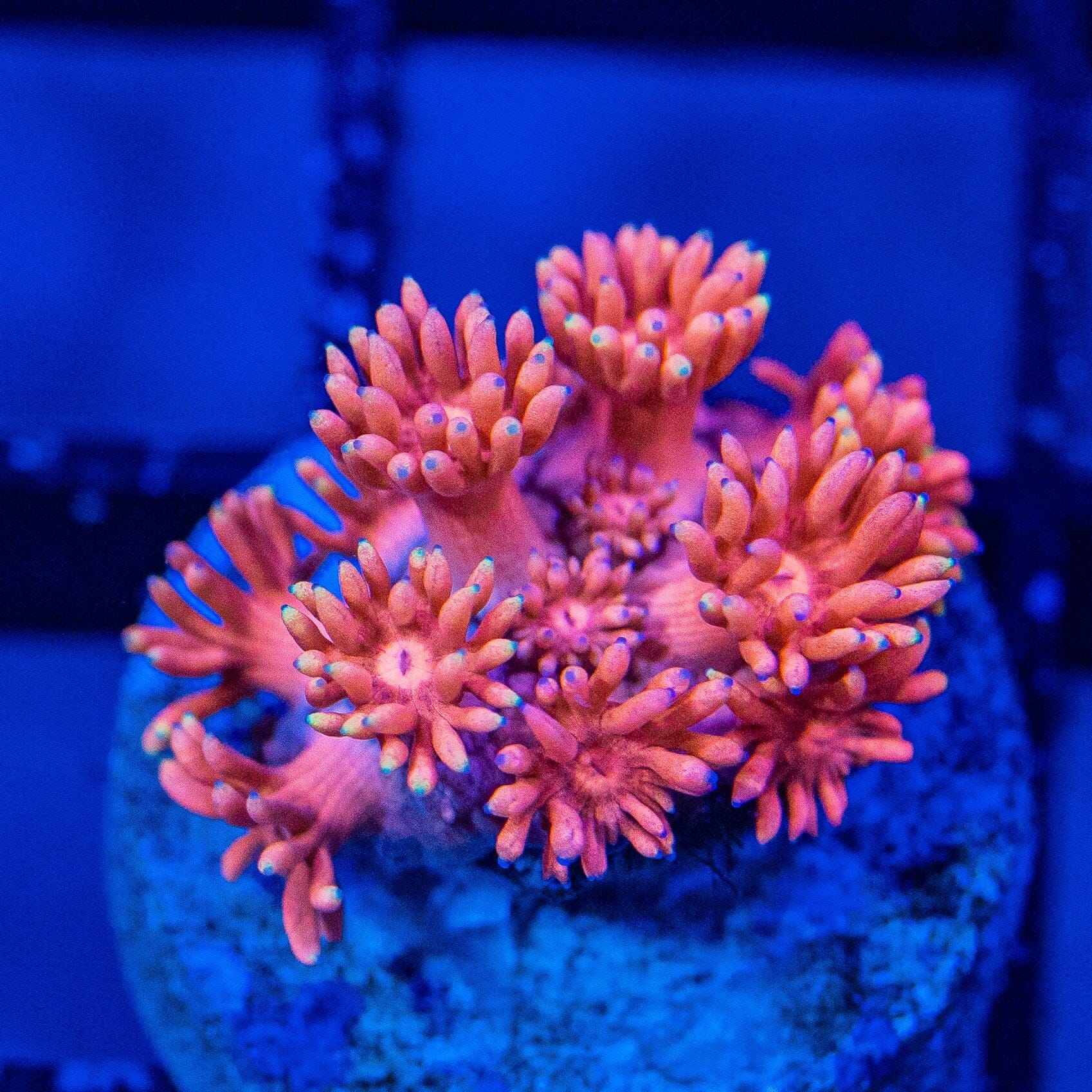 Micro Goniopora - WYSIWYG Frag Reef Lounge Norco 