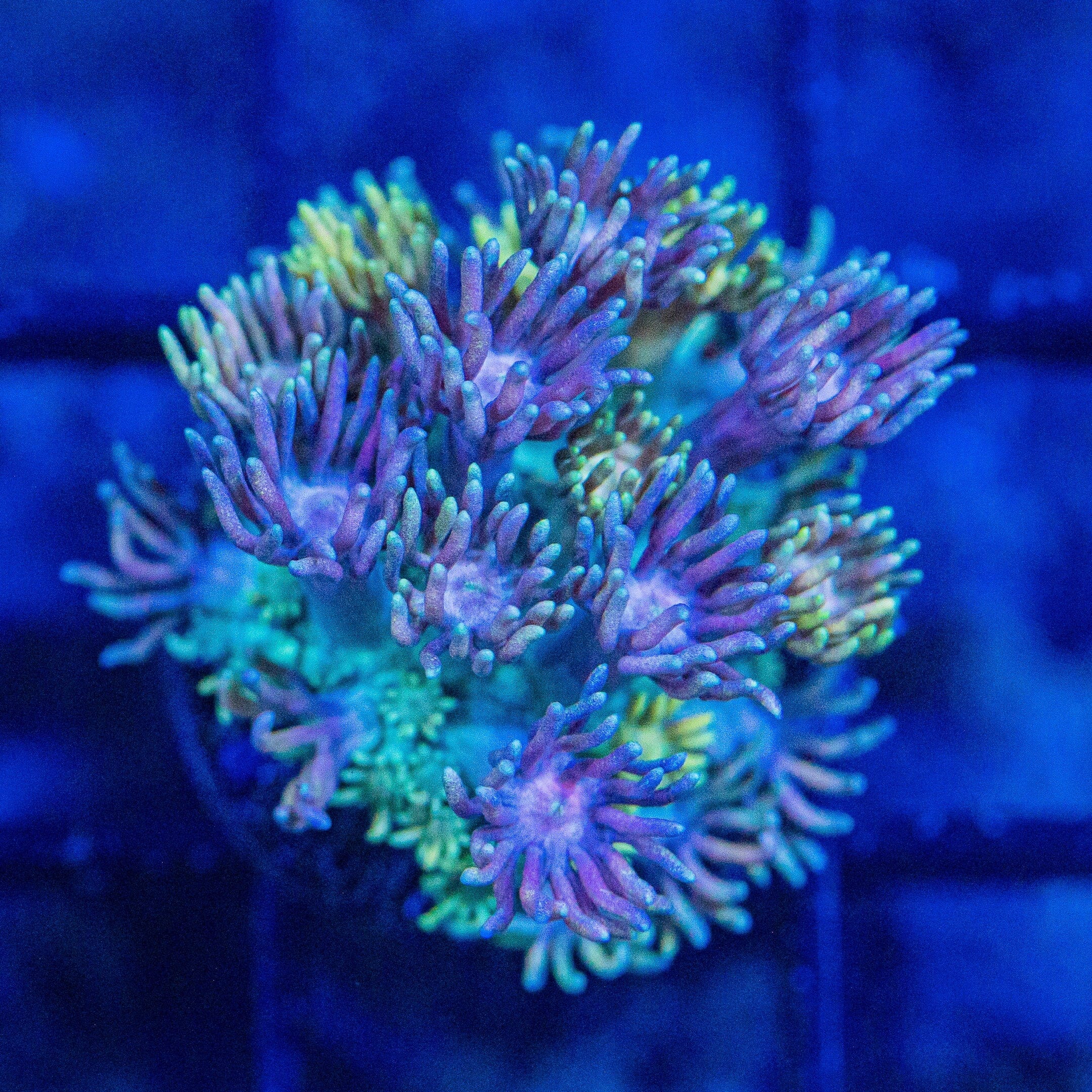 Micro Goniopora - WYSIWYG Frag Reef Lounge Norco 