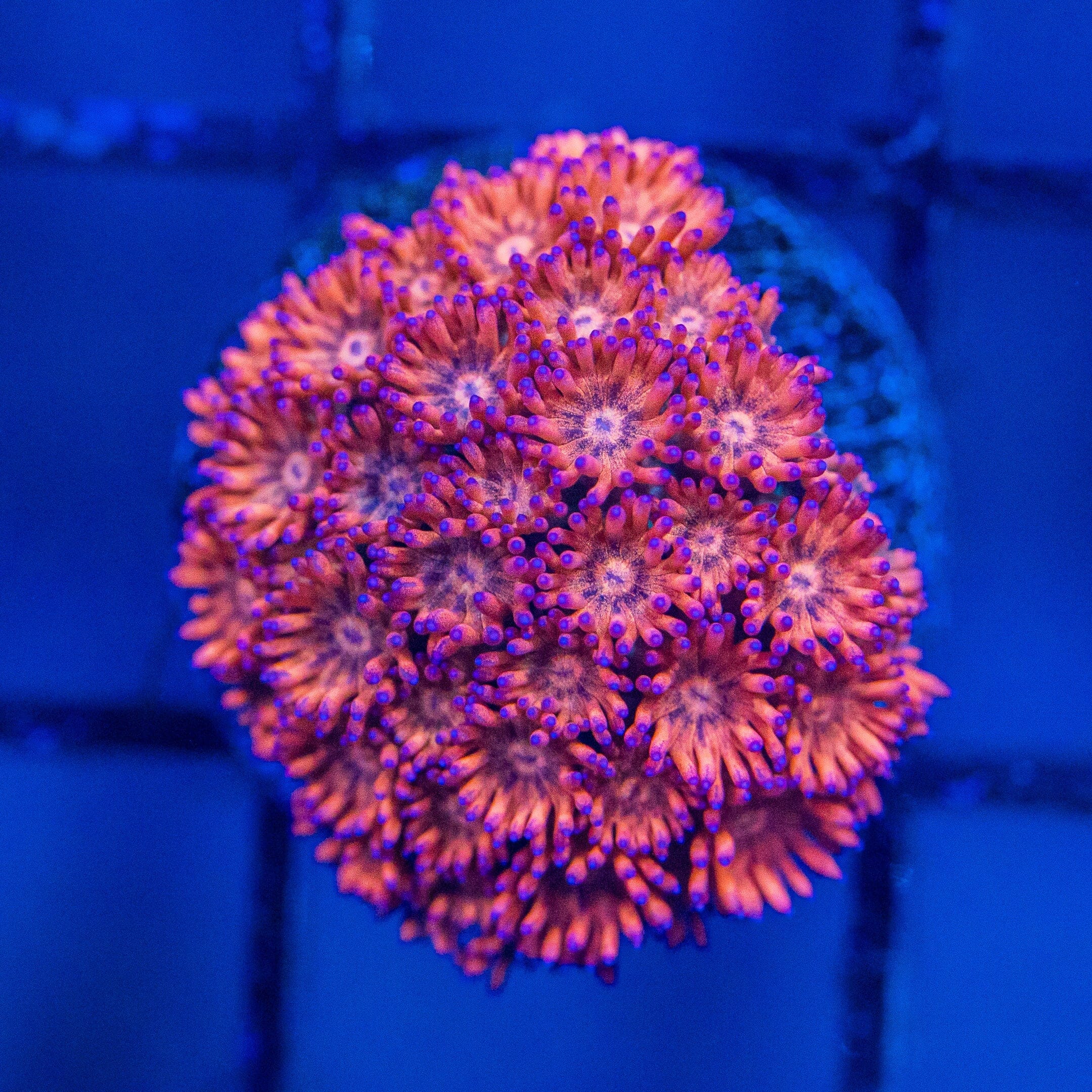 Micro Goniopora - WYSIWYG Frag Reef Lounge Norco 