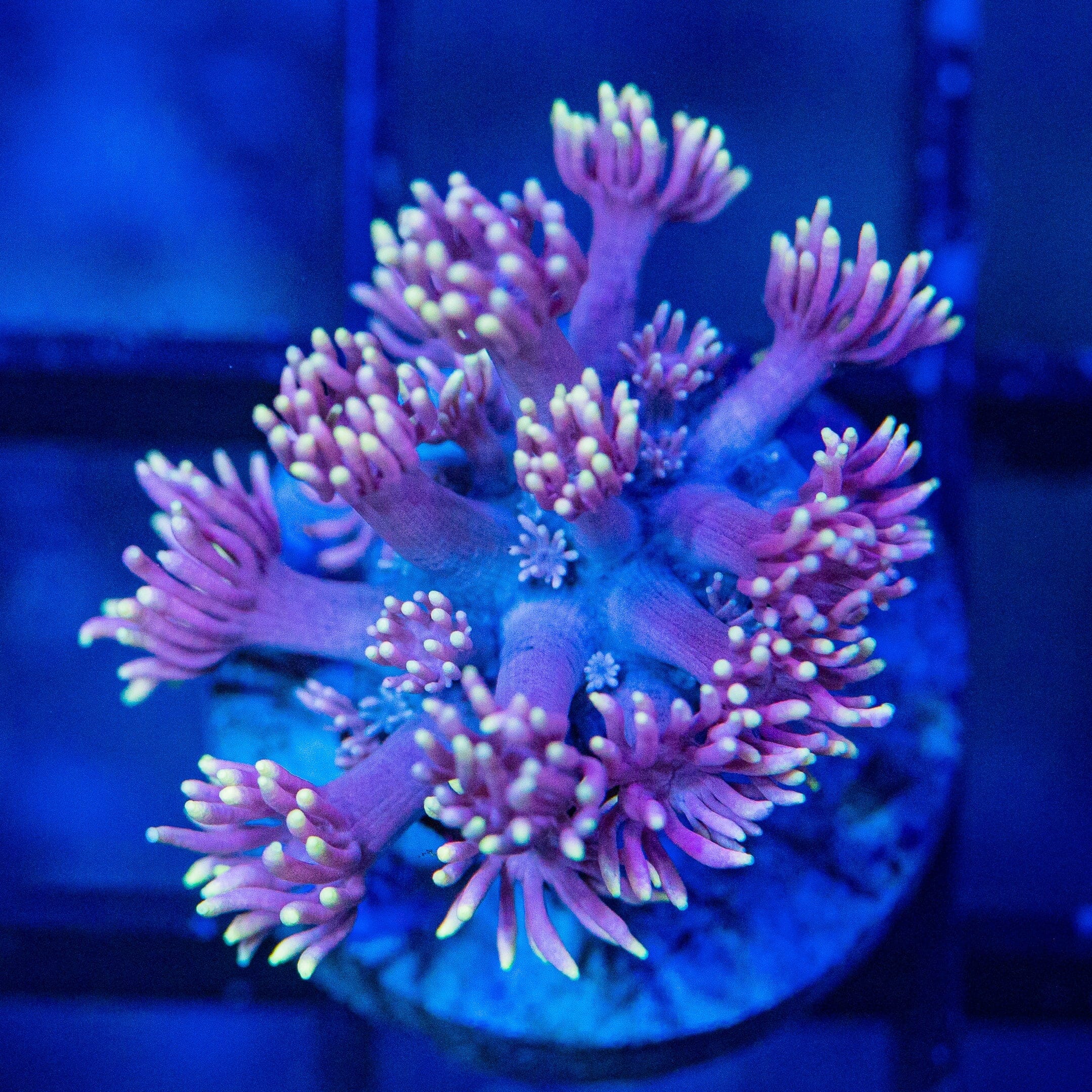 Micro Goniopora - WYSIWYG Frag Reef Lounge Norco 