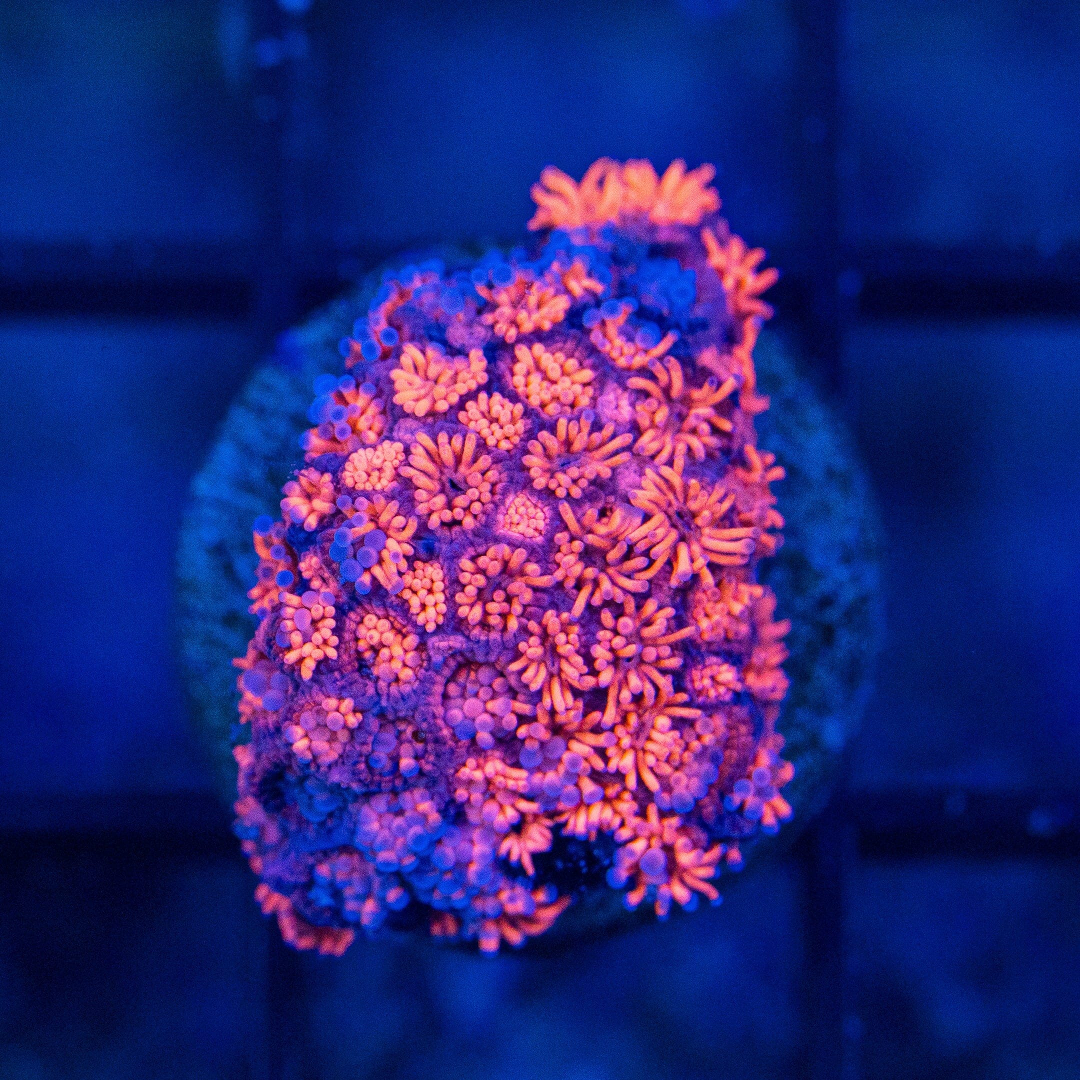 Micro Goniopora - WYSIWYG Frag Reef Lounge Norco 