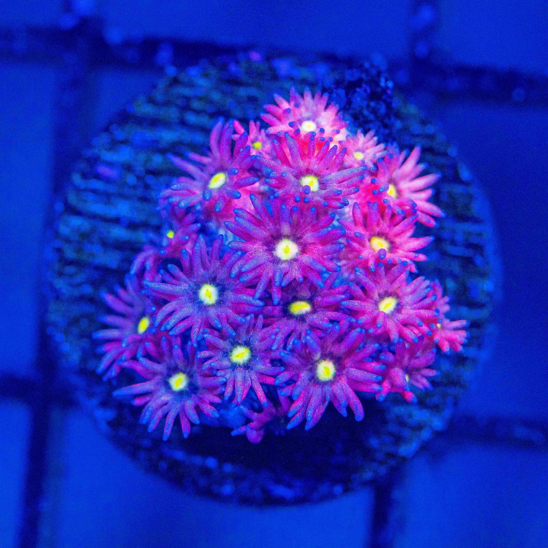 Micro Goniopora - WYSIWYG Frag Reef Lounge Norco 