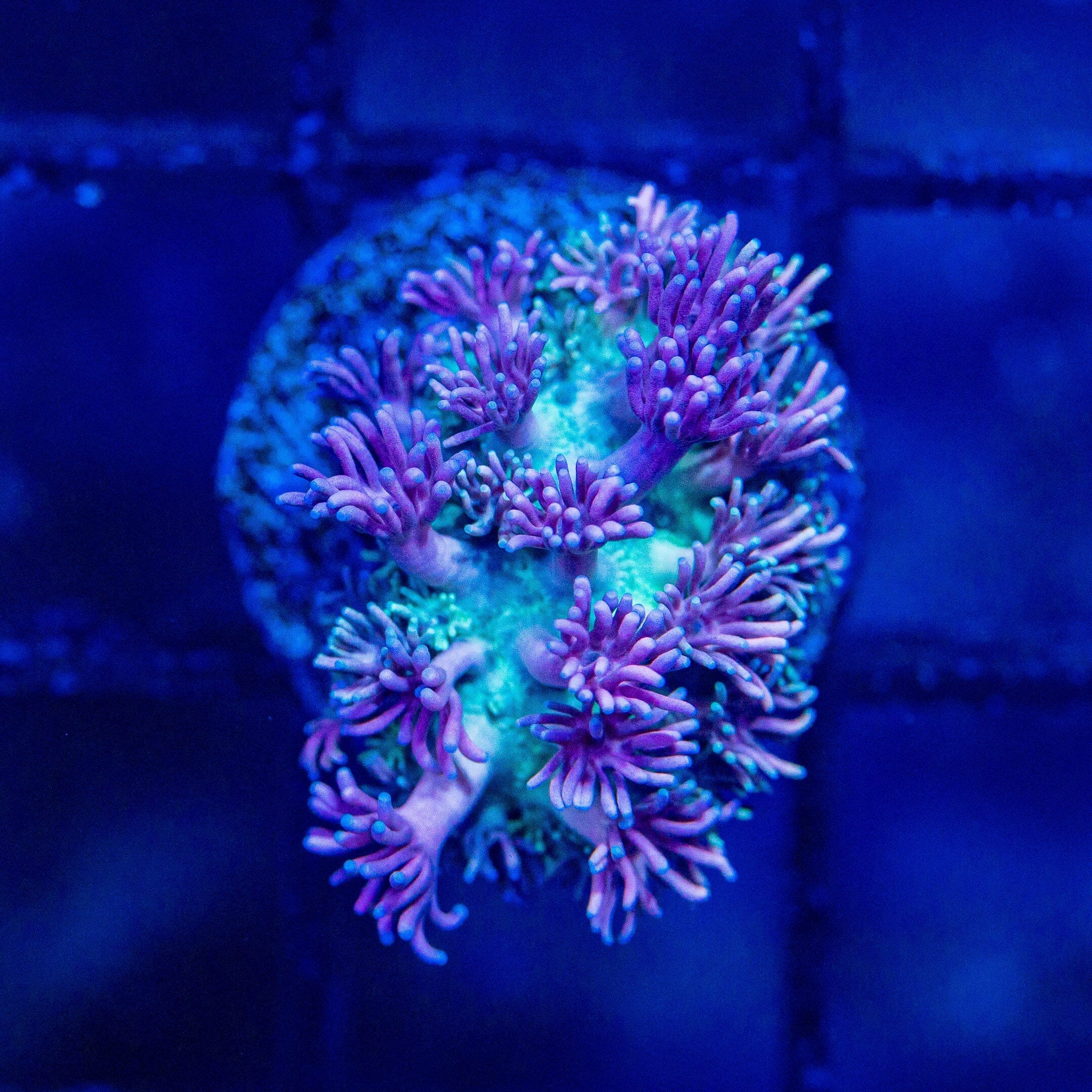 Micro Goniopora - WYSIWYG Frag Reef Lounge Norco 