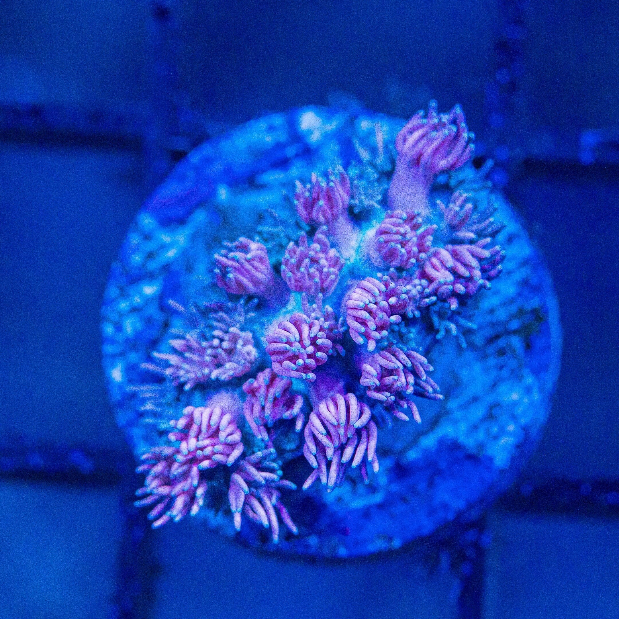 Micro Goniopora - WYSIWYG Frag Reef Lounge Norco 