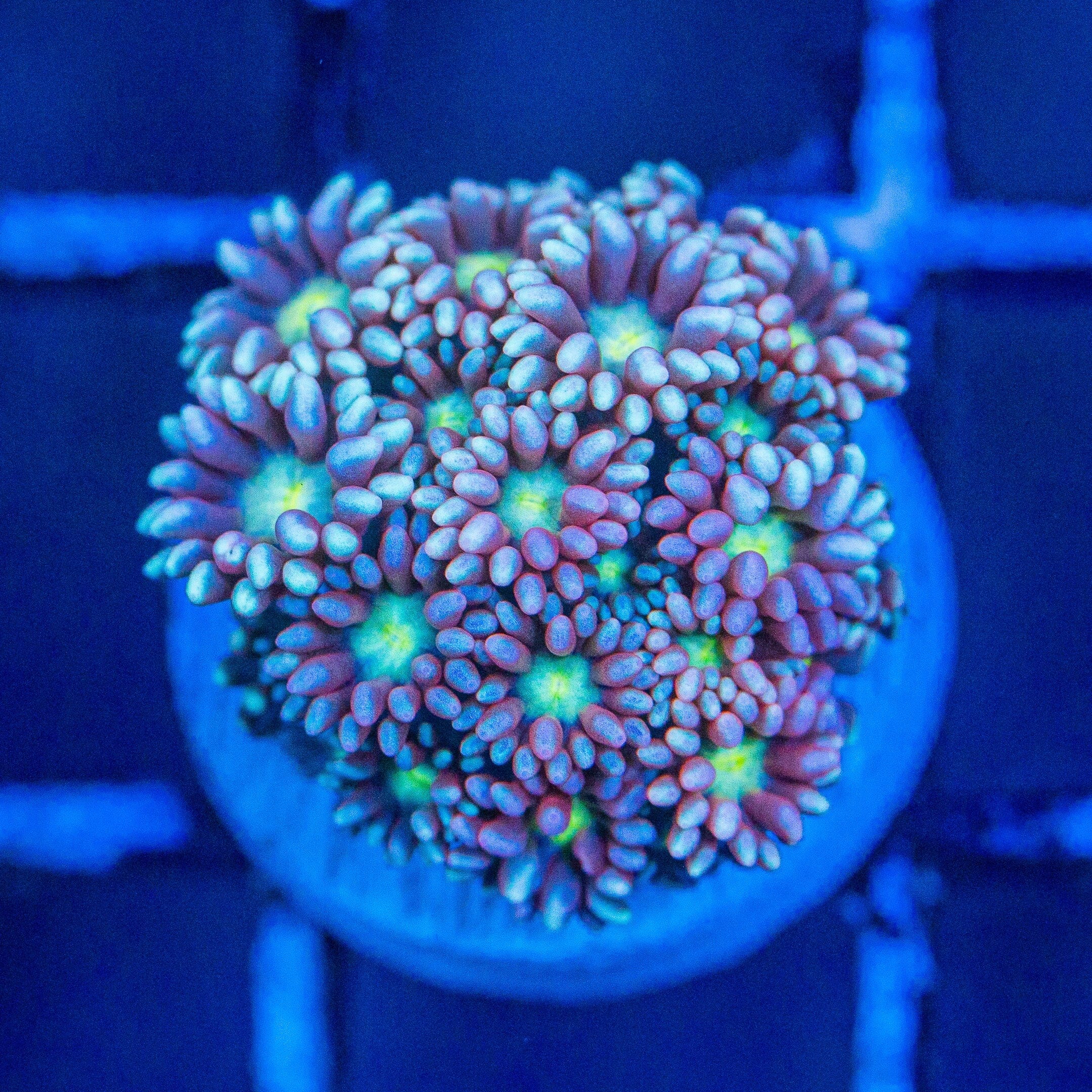 Micro Goniopora - WYSIWYG Frag Reef Lounge Norco 