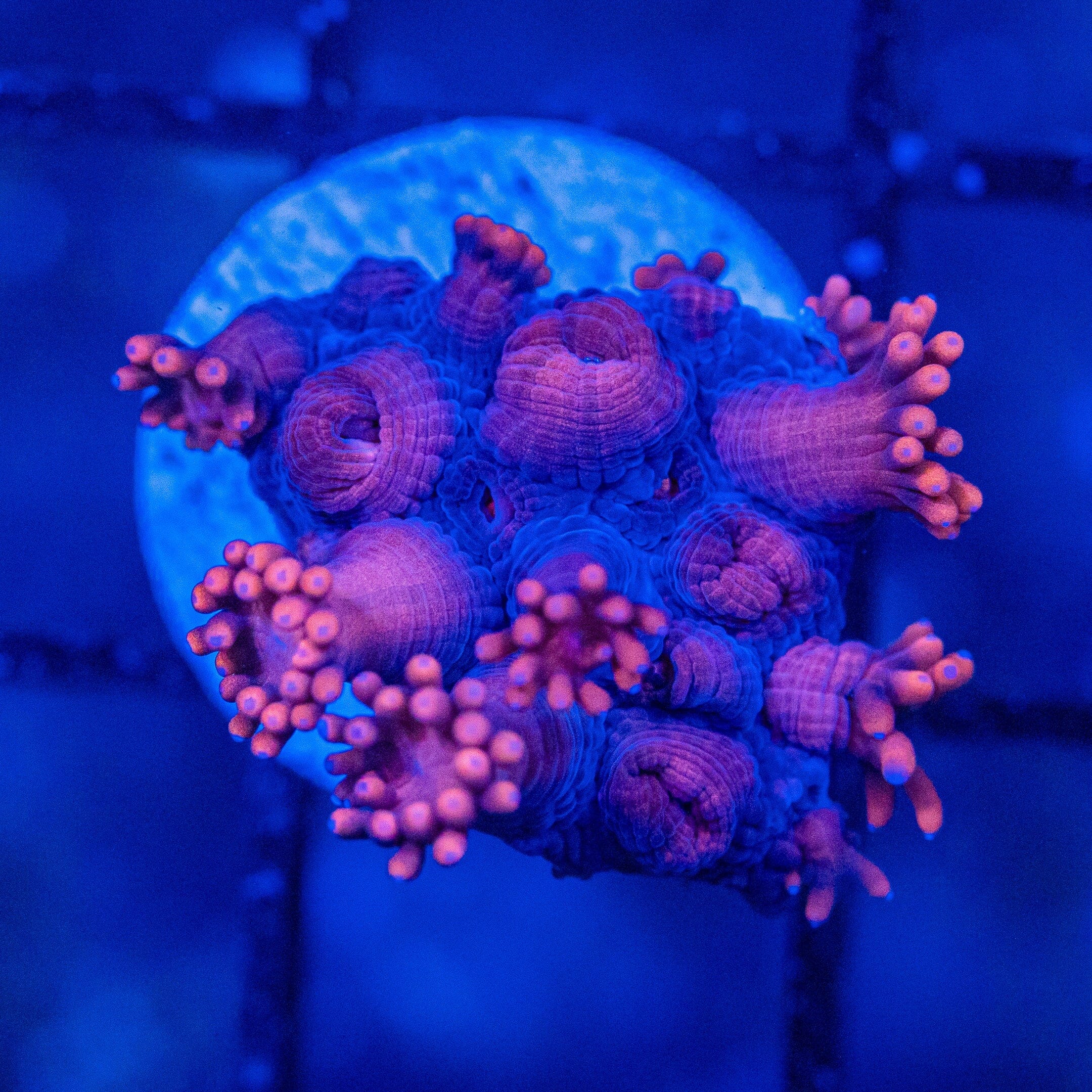 Micro Goniopora - WYSIWYG Frag Reef Lounge Norco 