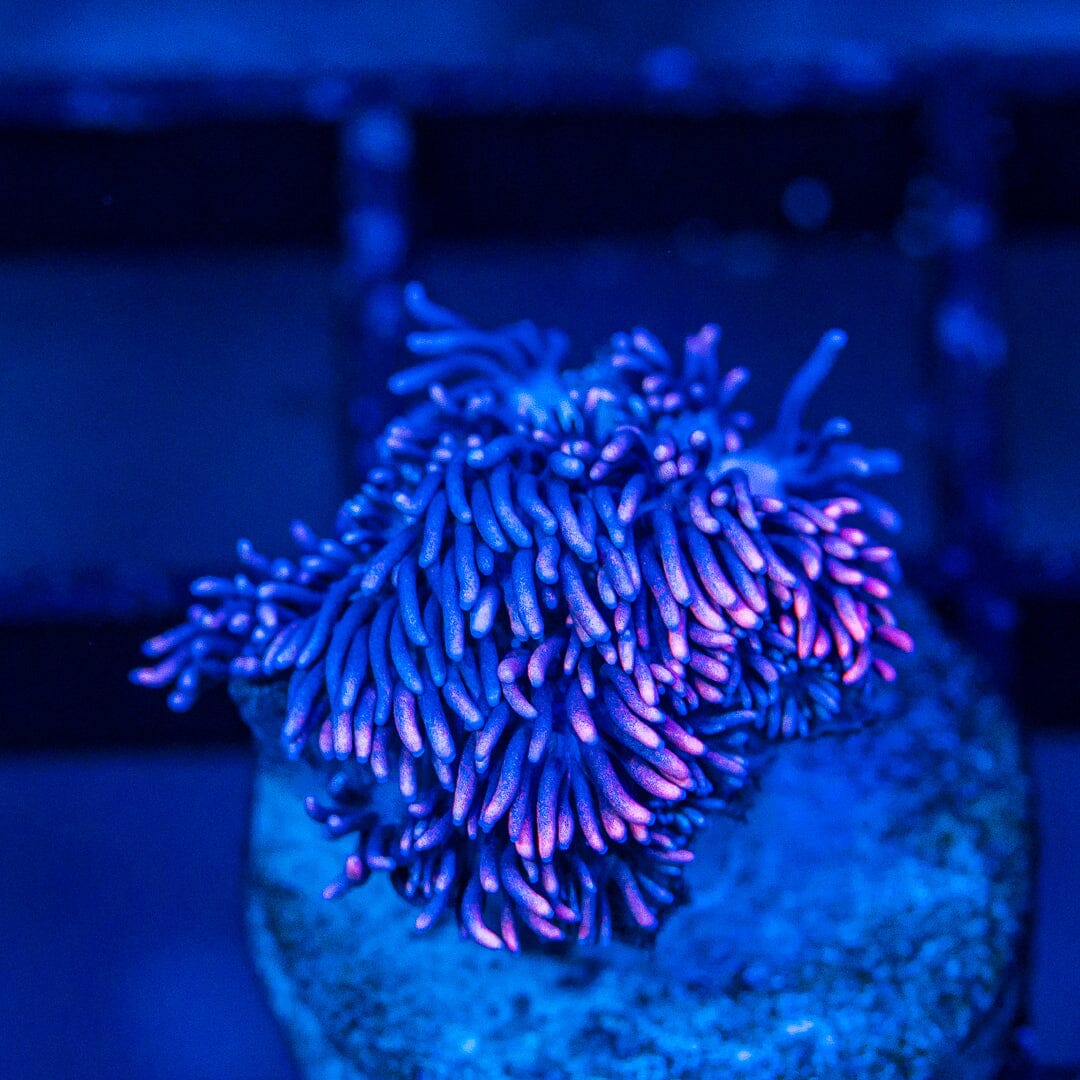 Micro Goniopora - WYSIWYG Frag Reef Lounge Norco 