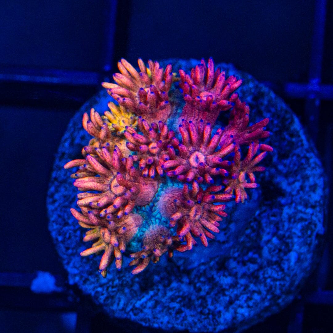 Micro Goniopora - WYSIWYG Frag Reef Lounge Norco 