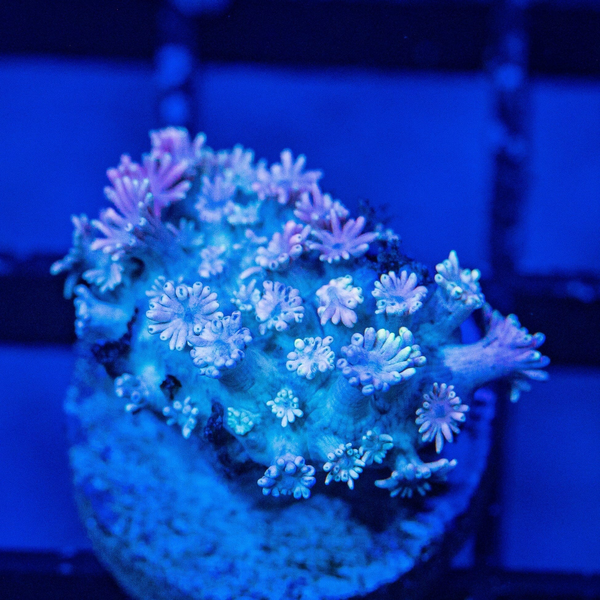 Micro Goniopora - WYSIWYG Frag Reef Lounge Norco 