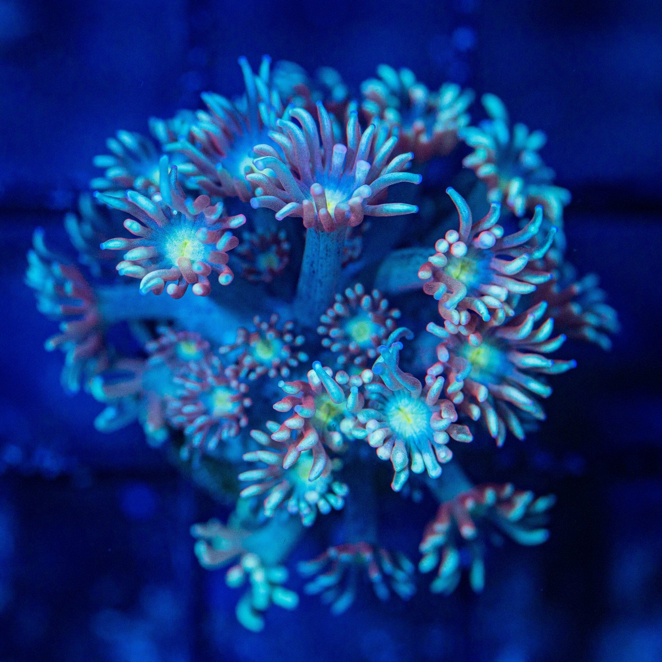 Micro Goniopora - WYSIWYG Frag Reef Lounge Norco 