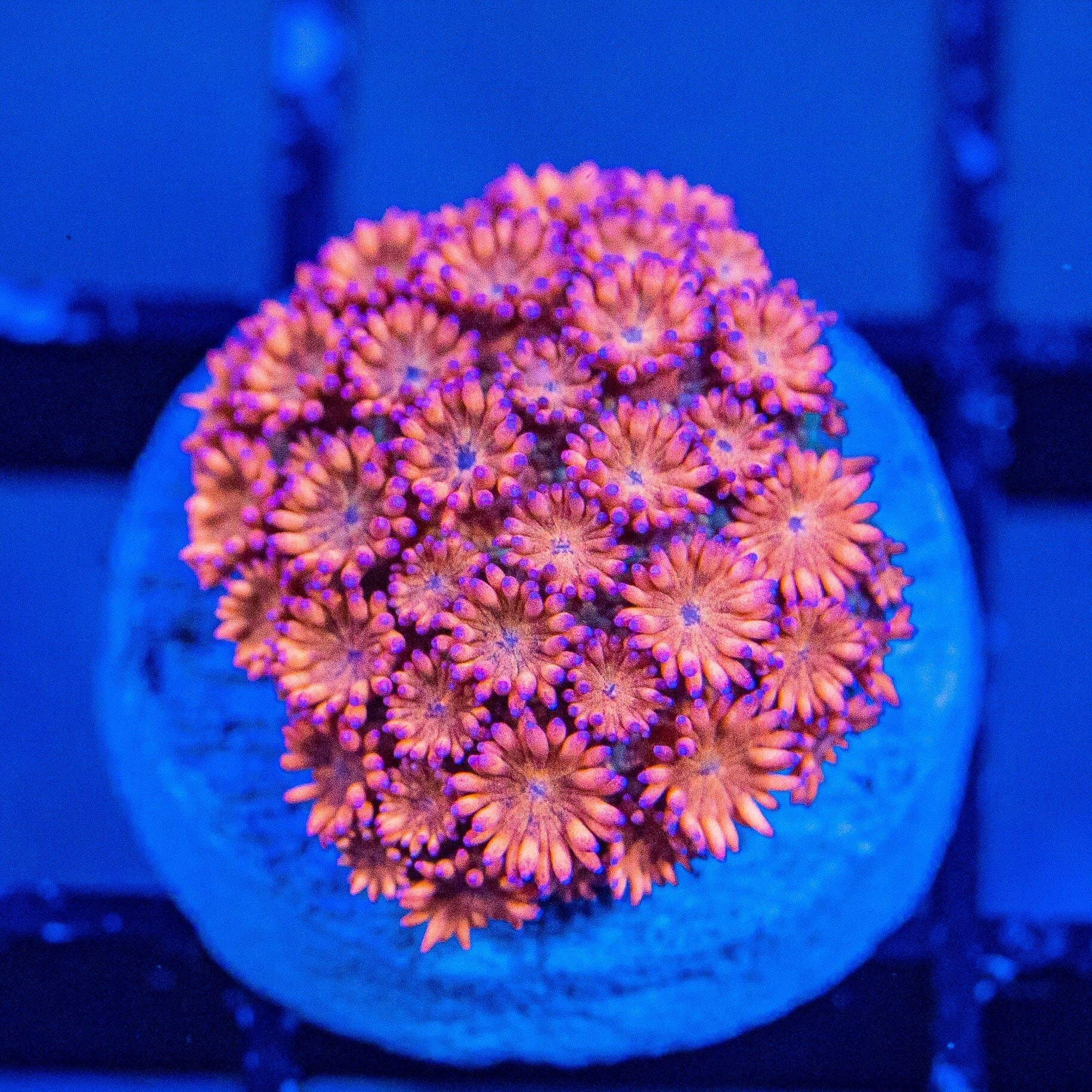 Micro Goniopora - WYSIWYG Frag Reef Lounge Norco 