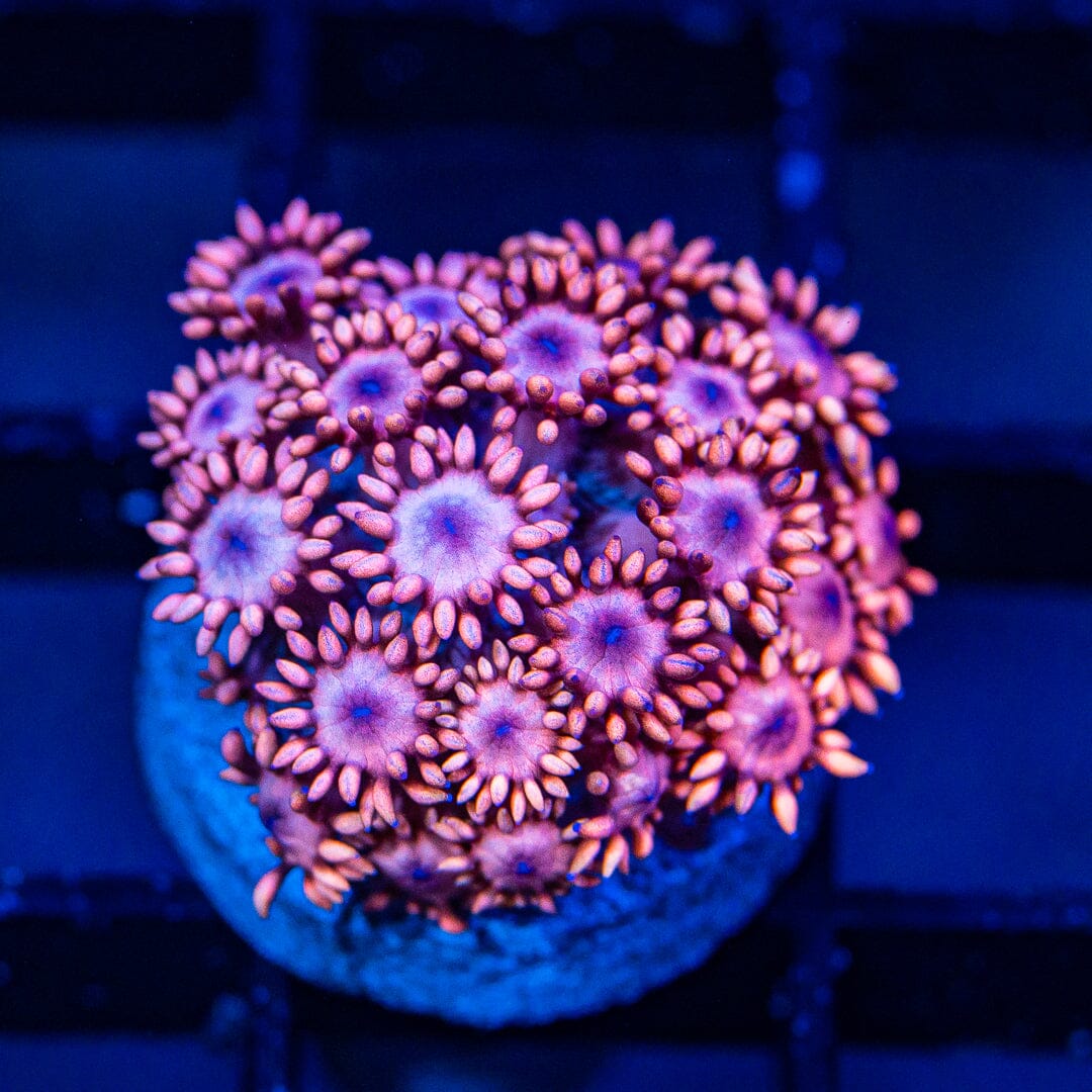 Micro Goniopora - WYSIWYG Frag Reef Lounge Norco 