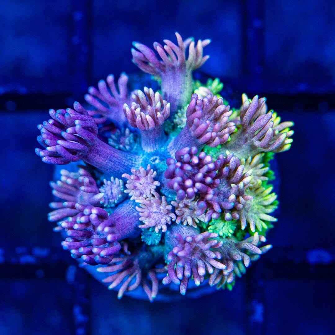 Micro Goniopora - WYSIWYG Frag Reef Lounge Norco 