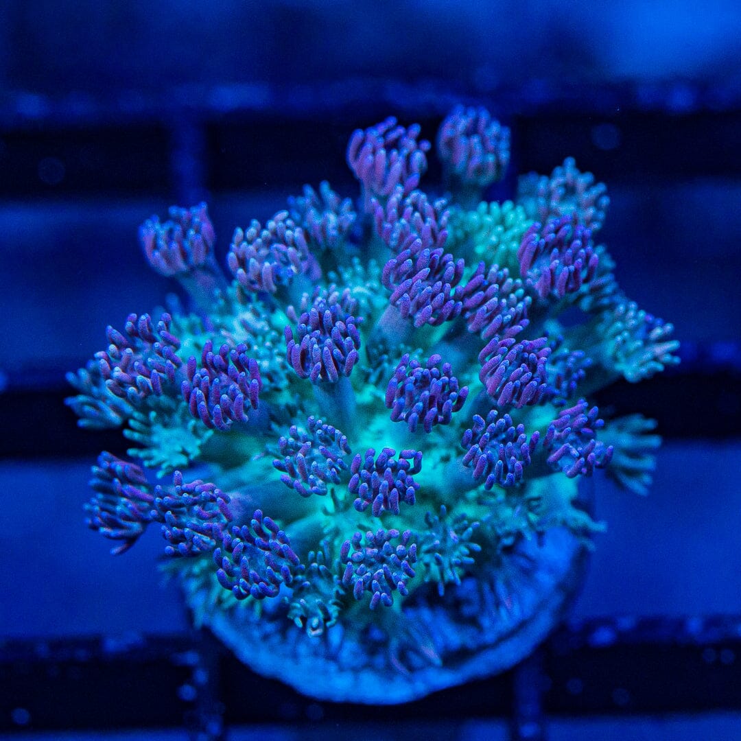 Micro Goniopora - WYSIWYG Frag Reef Lounge Norco 