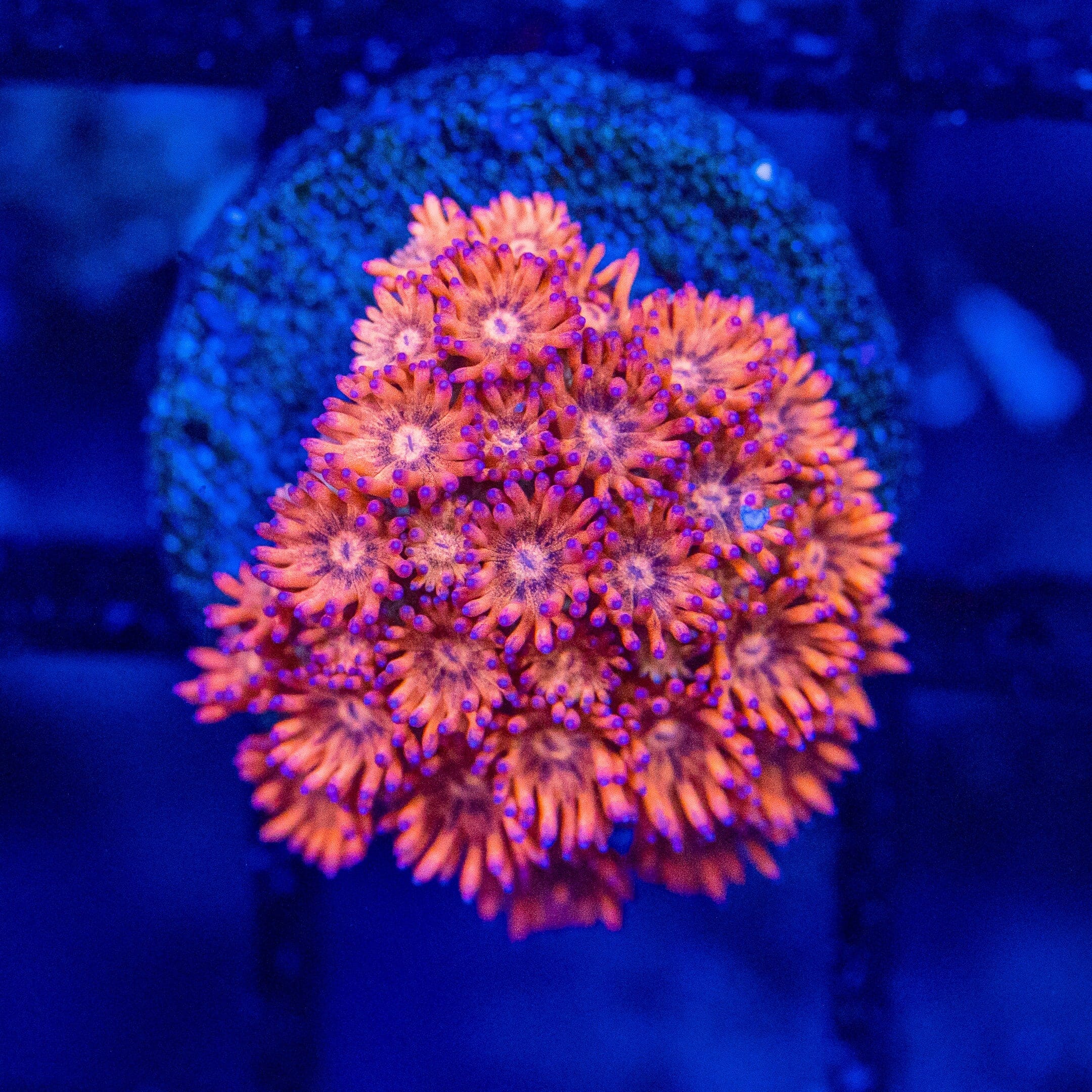 Micro Goniopora - WYSIWYG Frag Reef Lounge Norco 