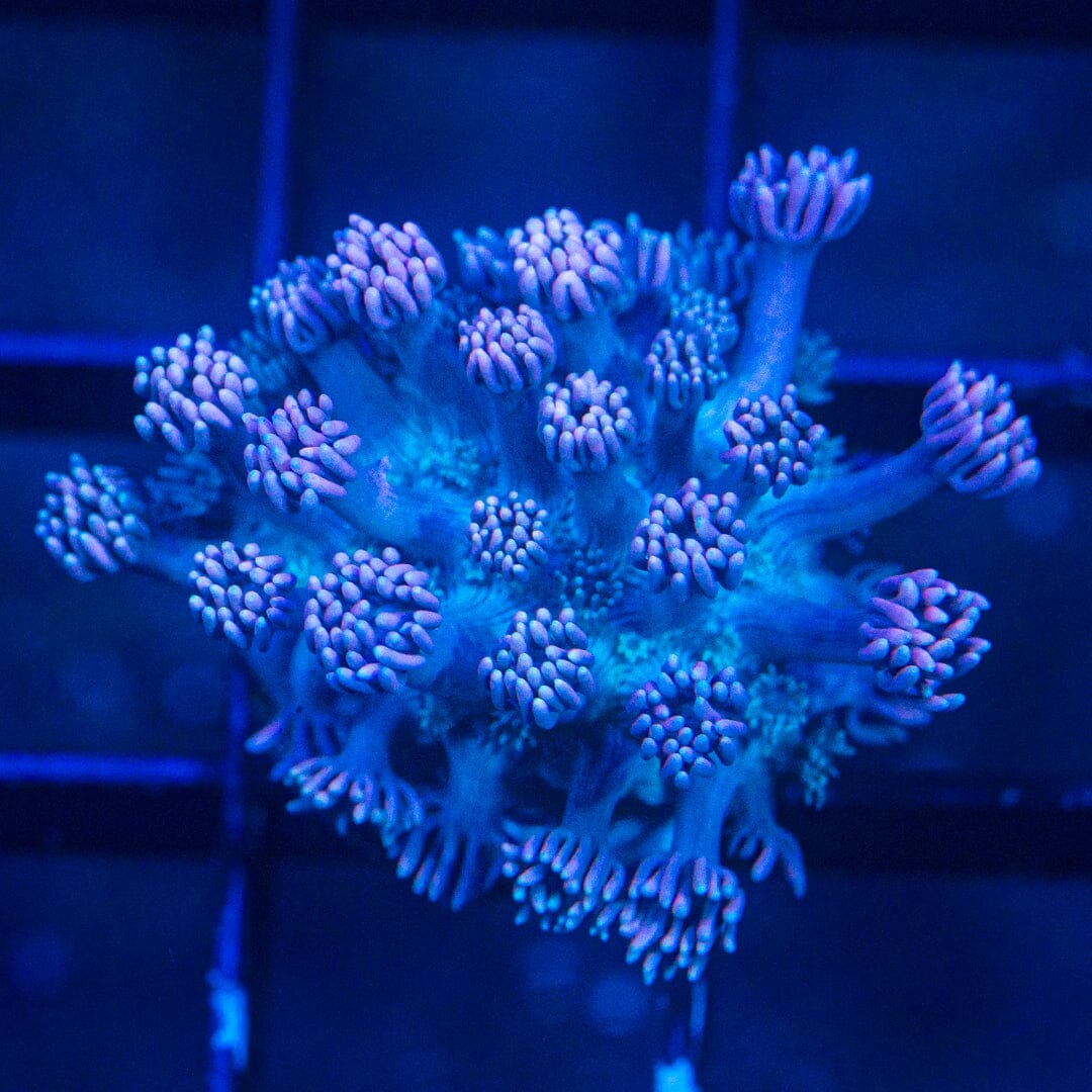 Micro Goniopora - WYSIWYG Frag Reef Lounge Norco 