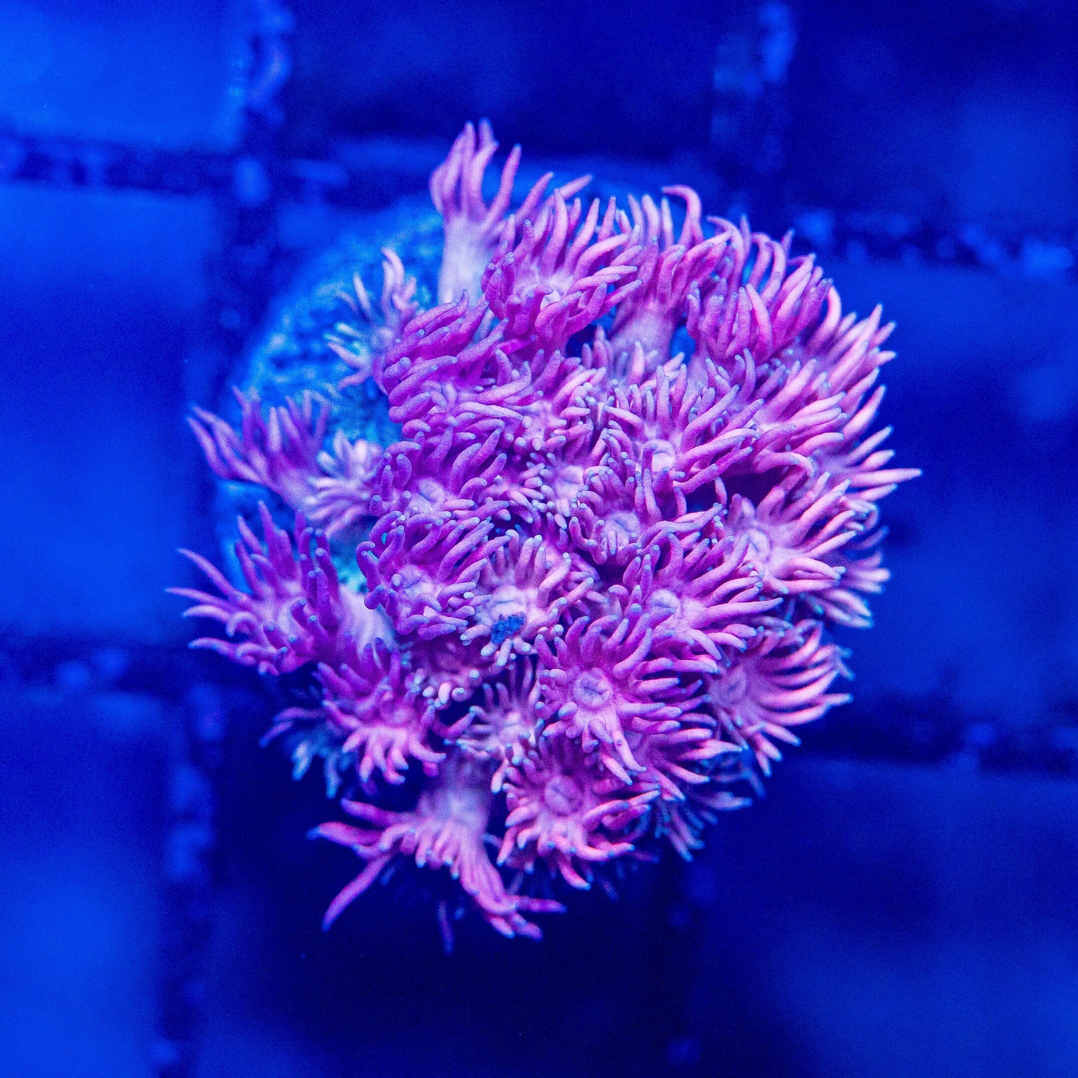 Micro Goniopora - WYSIWYG Frag Reef Lounge Norco 