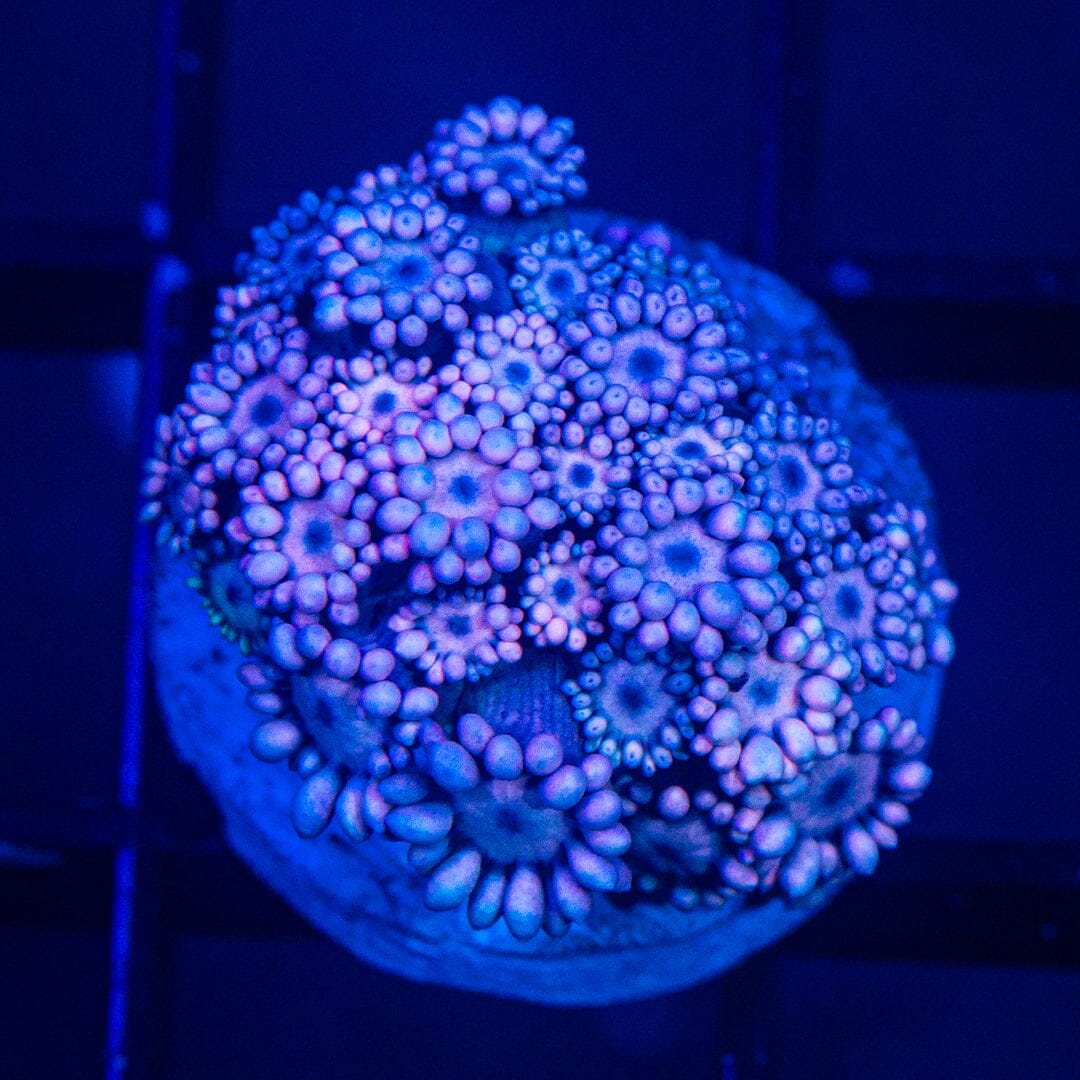 Micro Goniopora - WYSIWYG Frag Reef Lounge Norco 