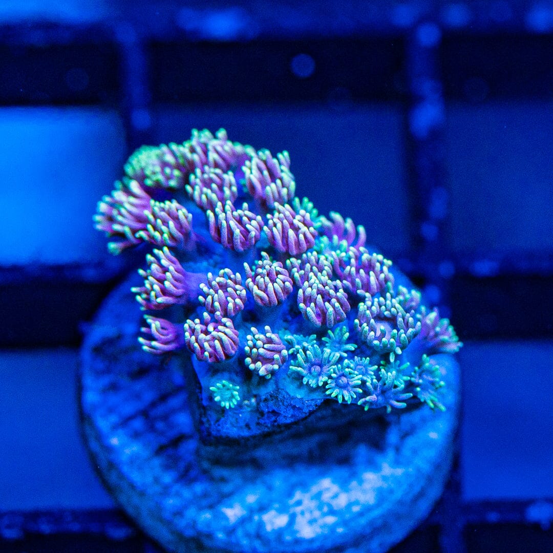 Micro Goniopora - WYSIWYG Frag Reef Lounge Norco 