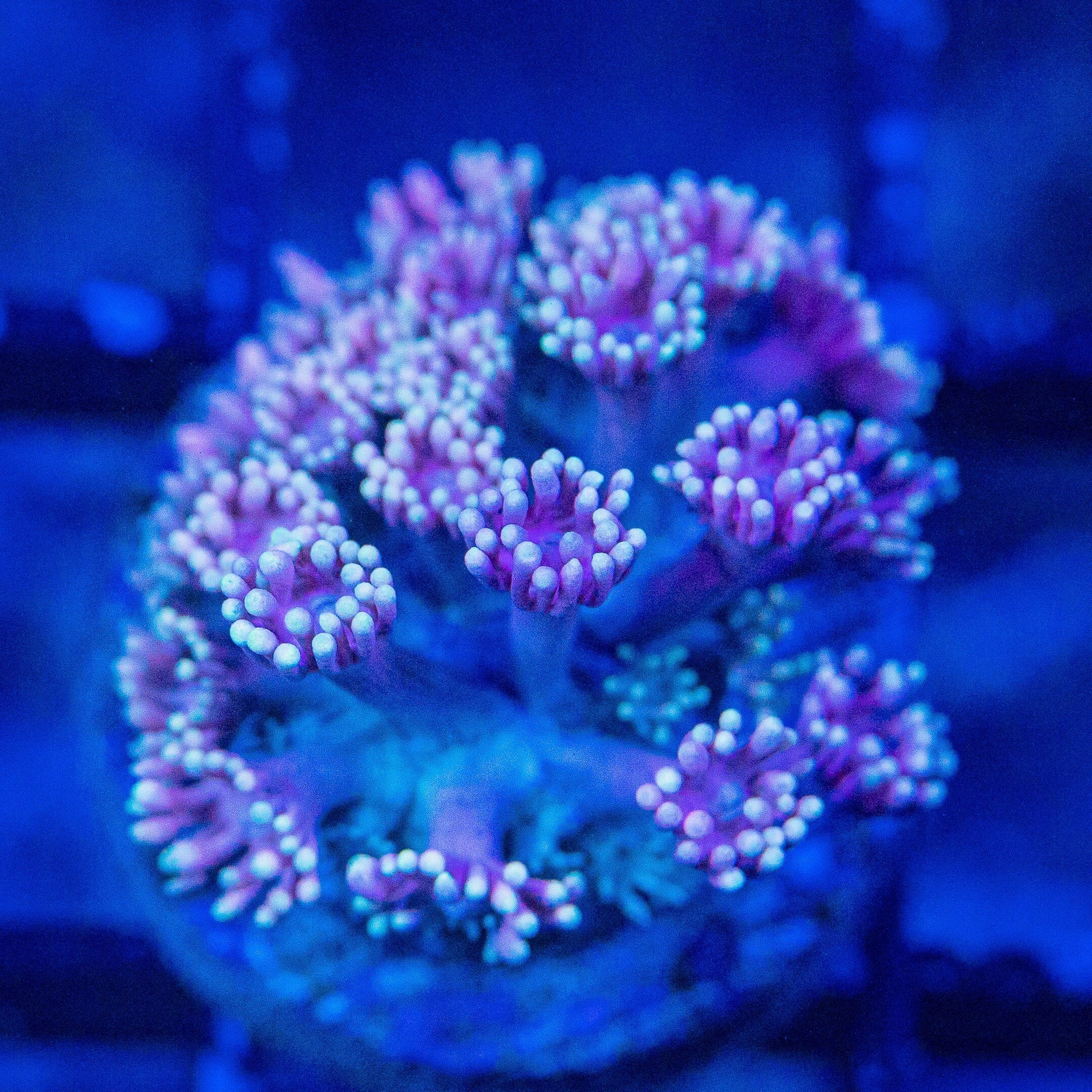 Micro Goniopora - WYSIWYG Frag Reef Lounge Norco 