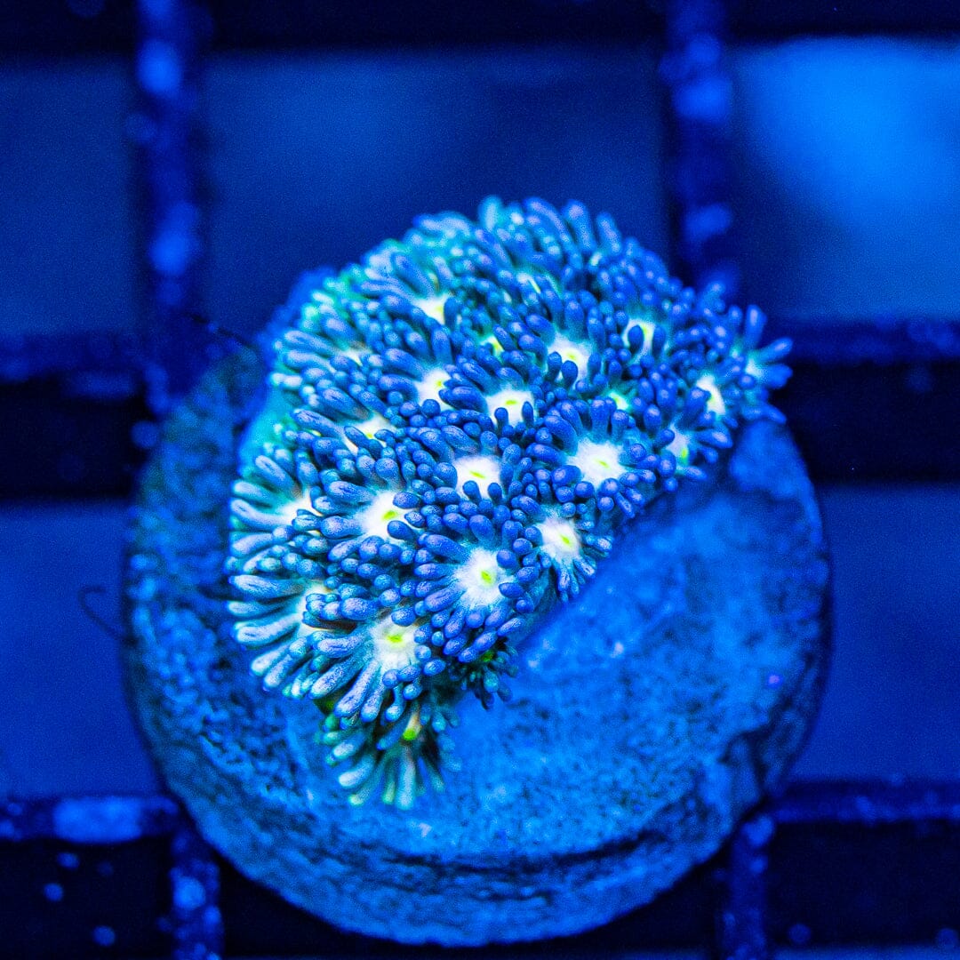 Micro Goniopora - WYSIWYG Frag Reef Lounge Norco 