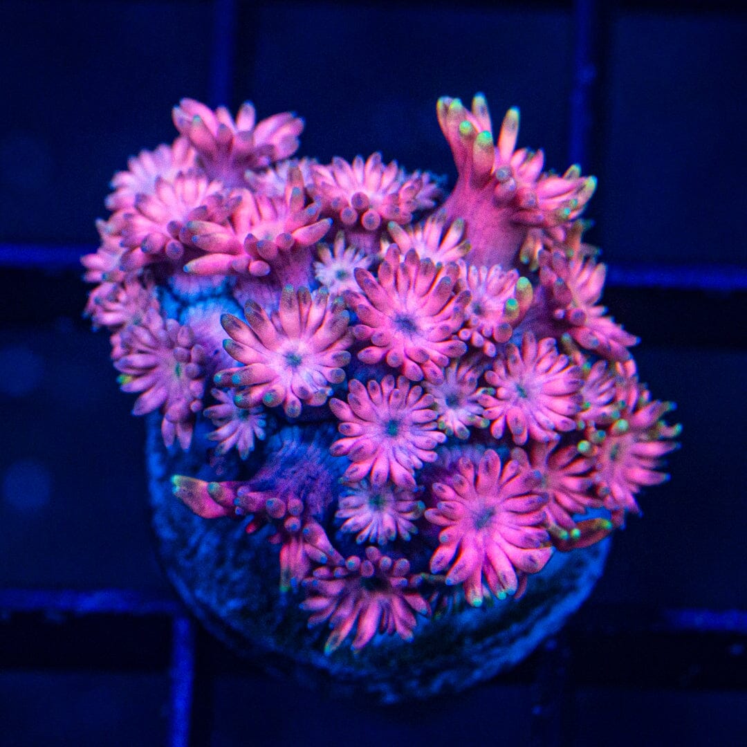 Micro Goniopora - WYSIWYG Frag Reef Lounge Norco 